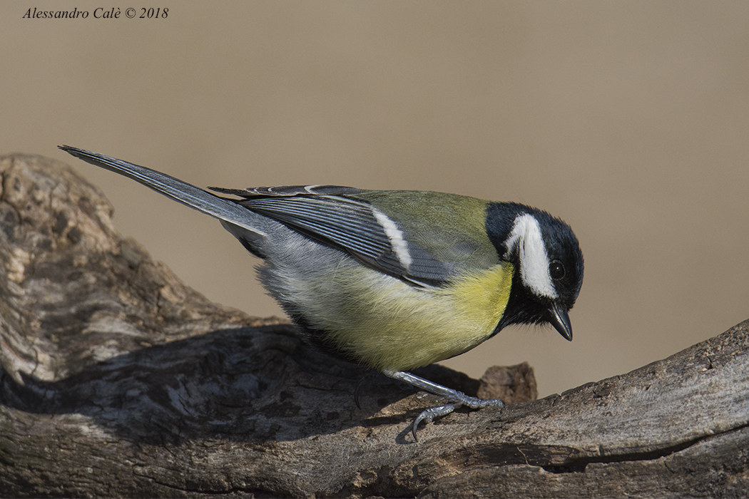 Parus major (Cinciallegra) 0416