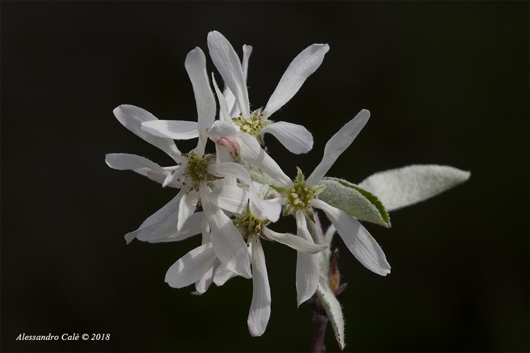 Amelanchier ovalis (Pero corvino) 6292