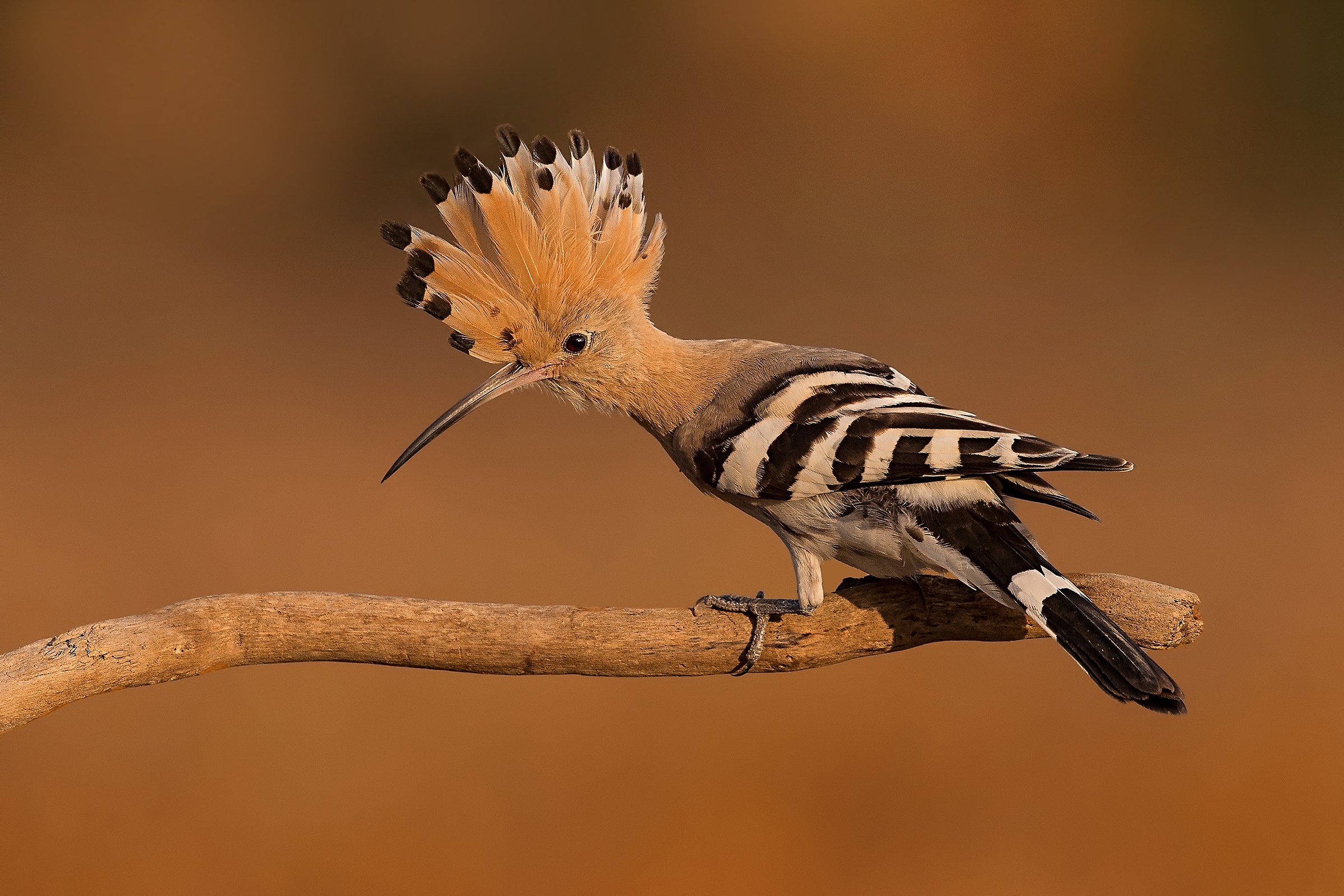 Hoopoe