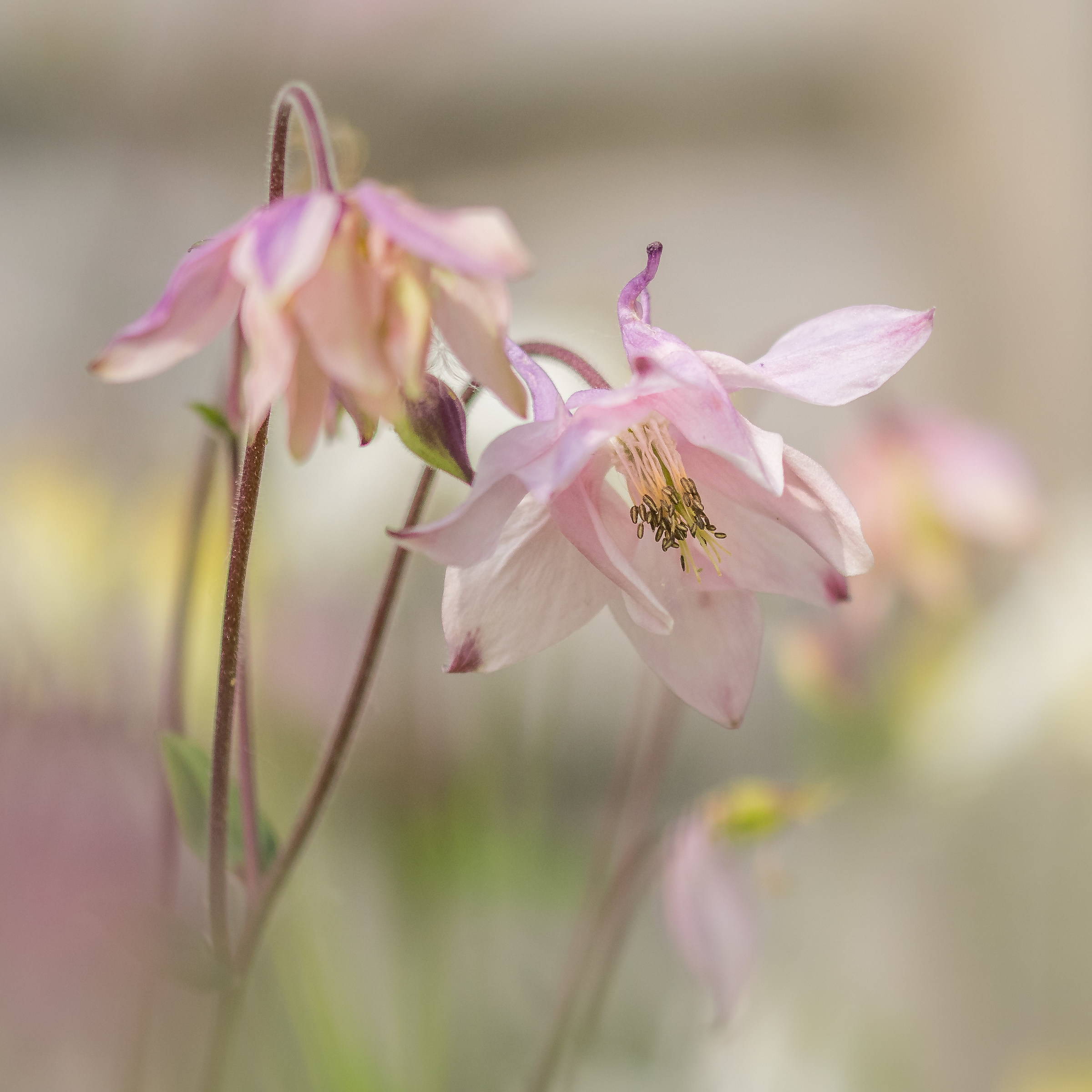 Aquilegia