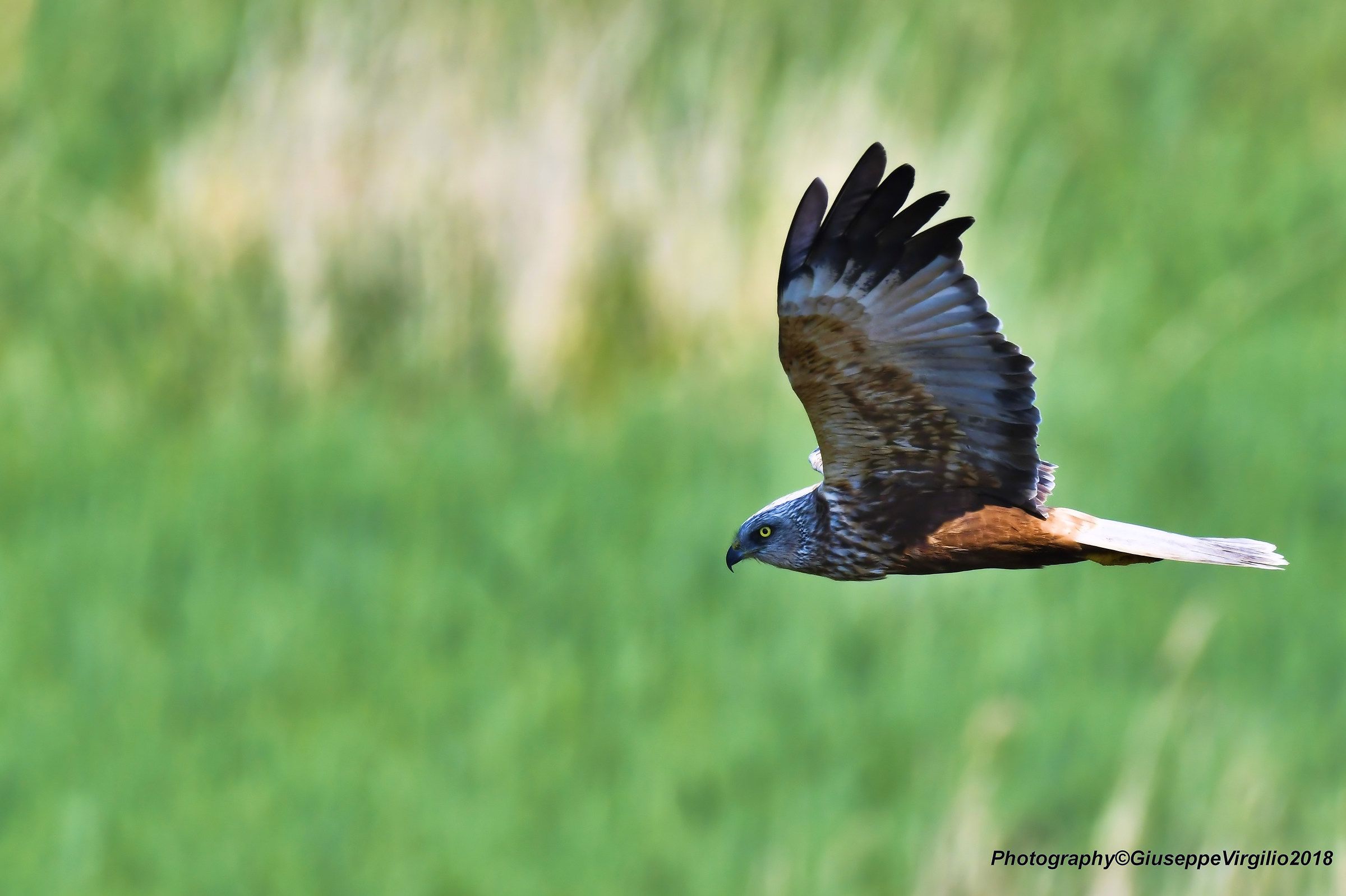 Marsh Hawk (North Sardinia) April 2018