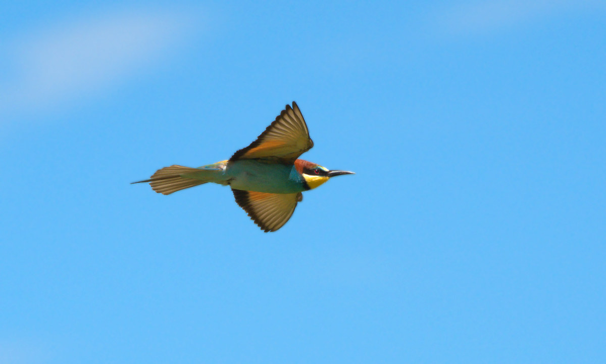 Eater in flight