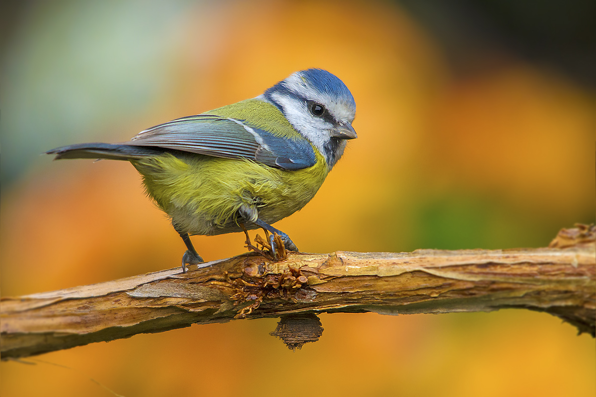 Cinciarella un pò bagnata.