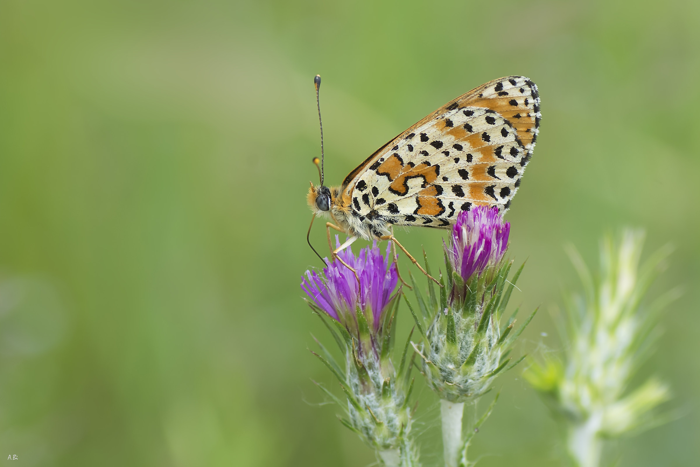 Melitaea