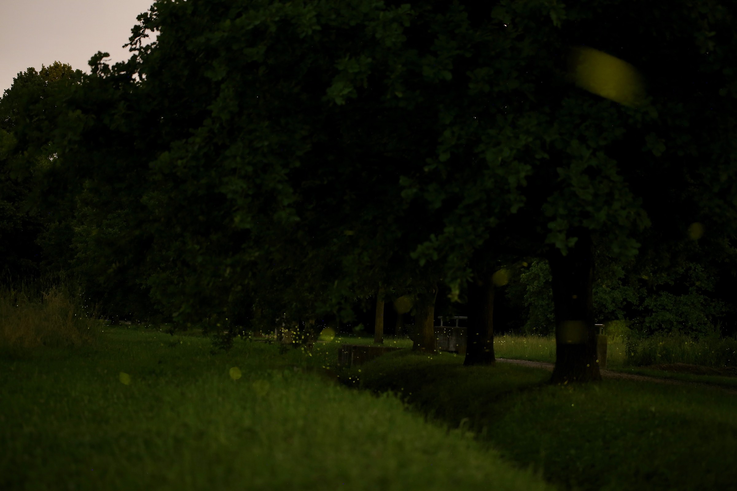 Fireflies at the Cave Park (Milan)