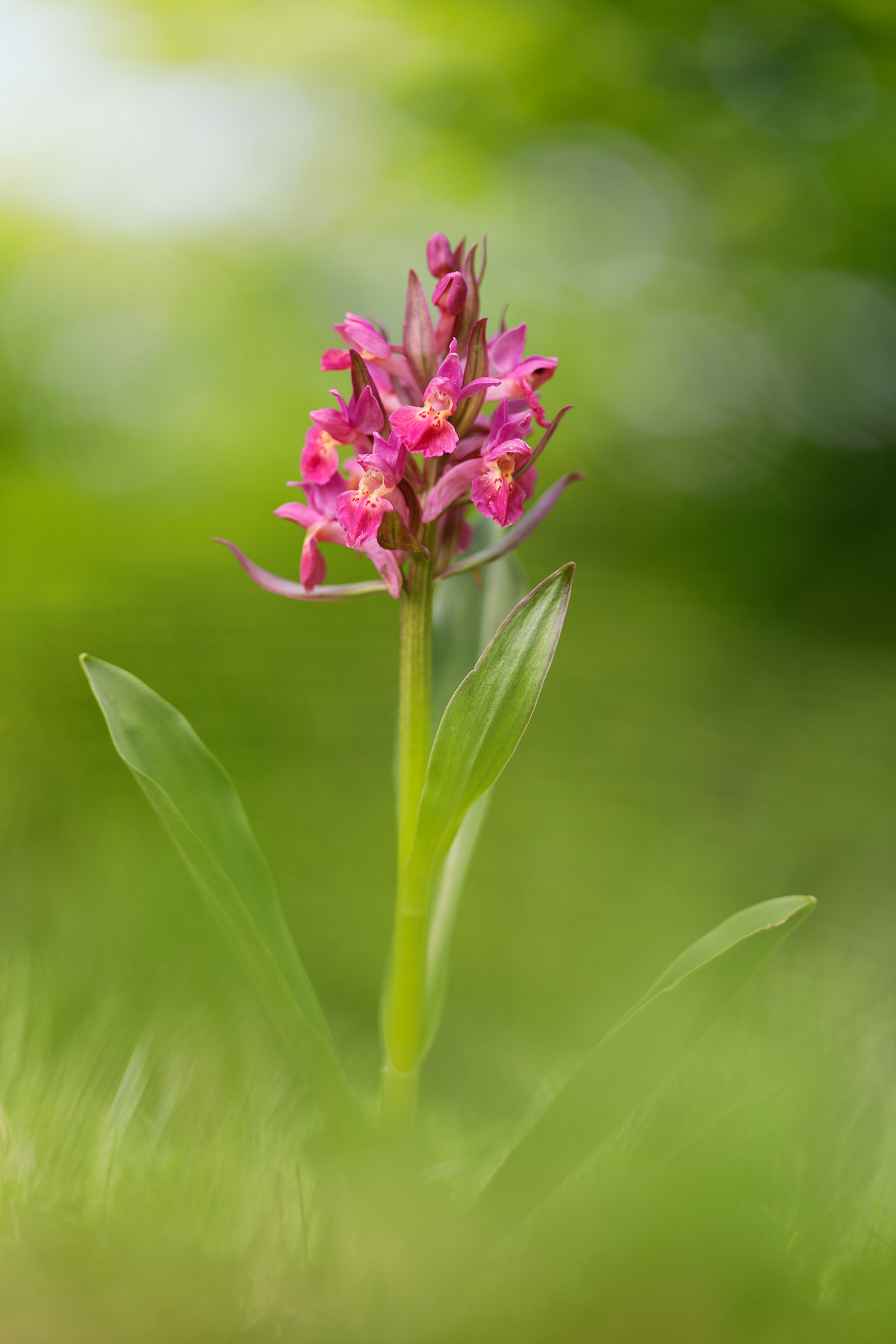 Dactylorhiza sambucina