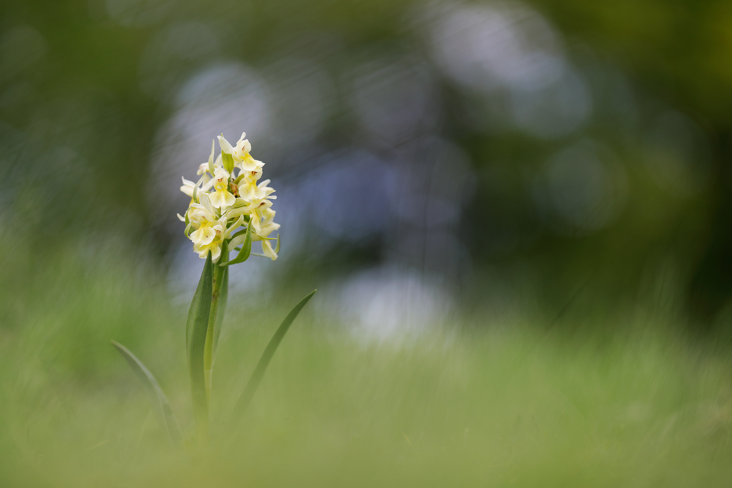 Dactylorhiza sambucina