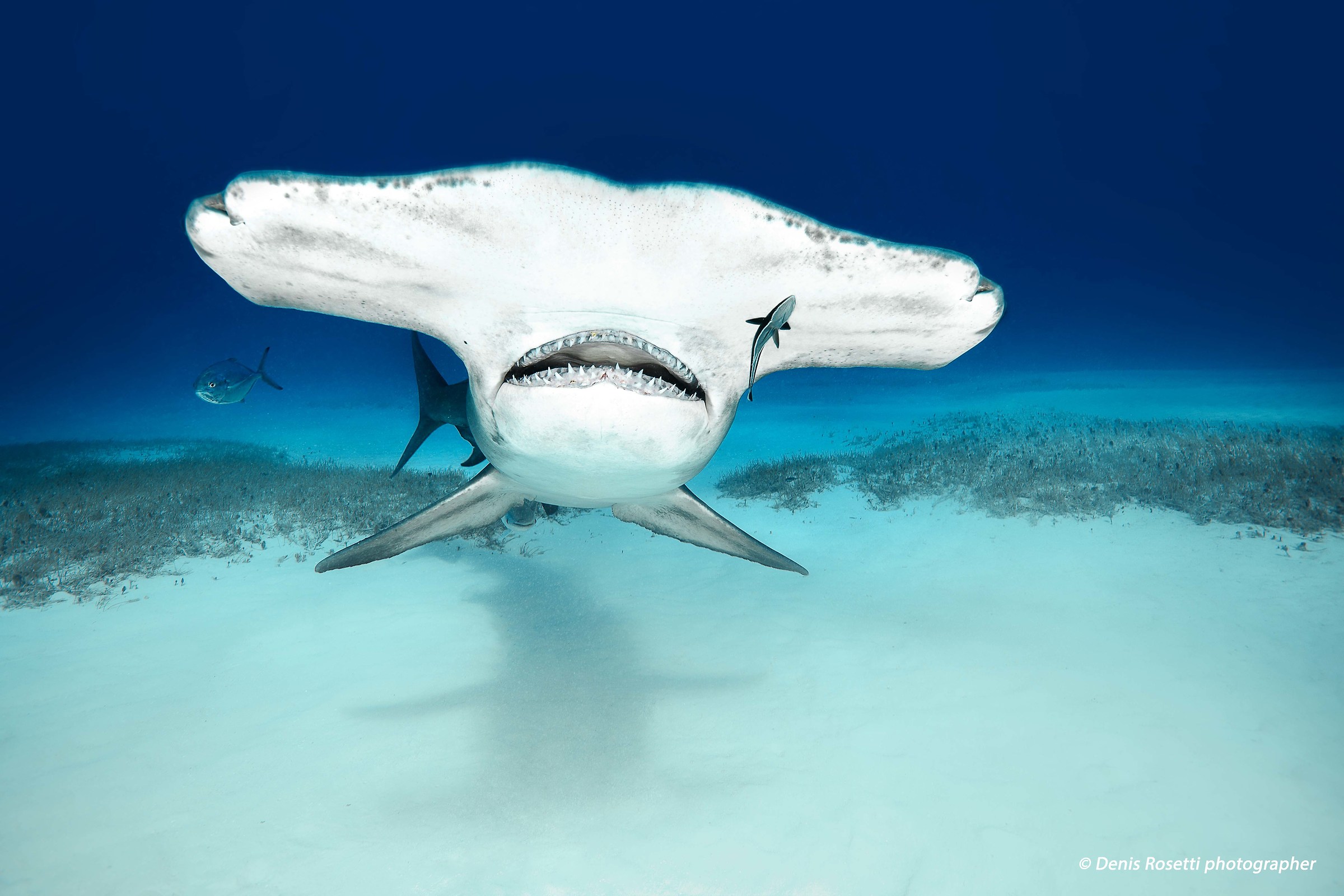 squalo martello maggiore