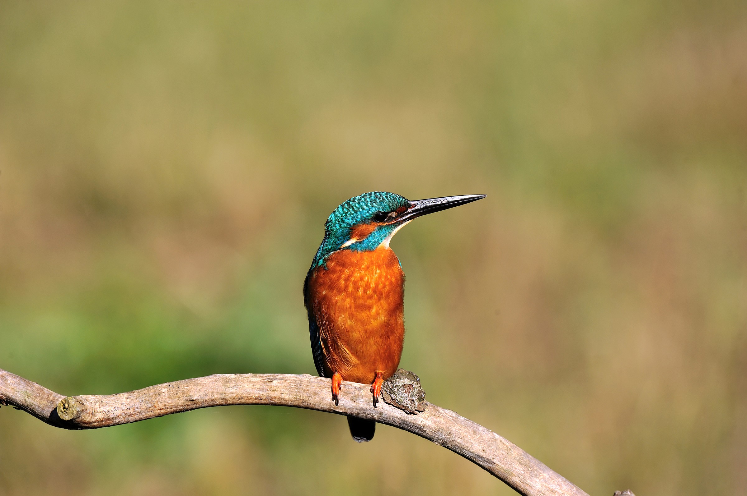 ....e un altro martino...