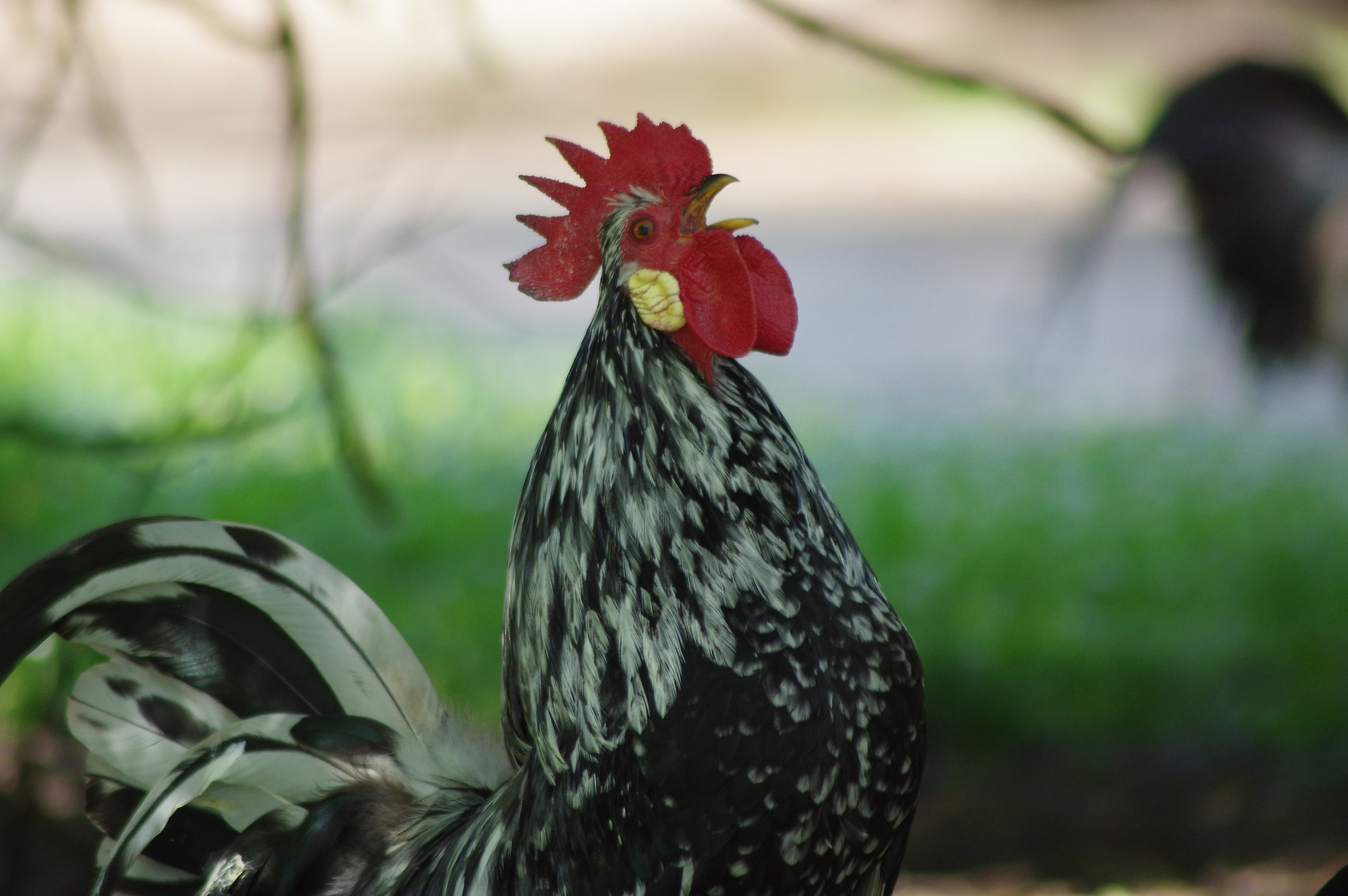 Roosters in Action 2