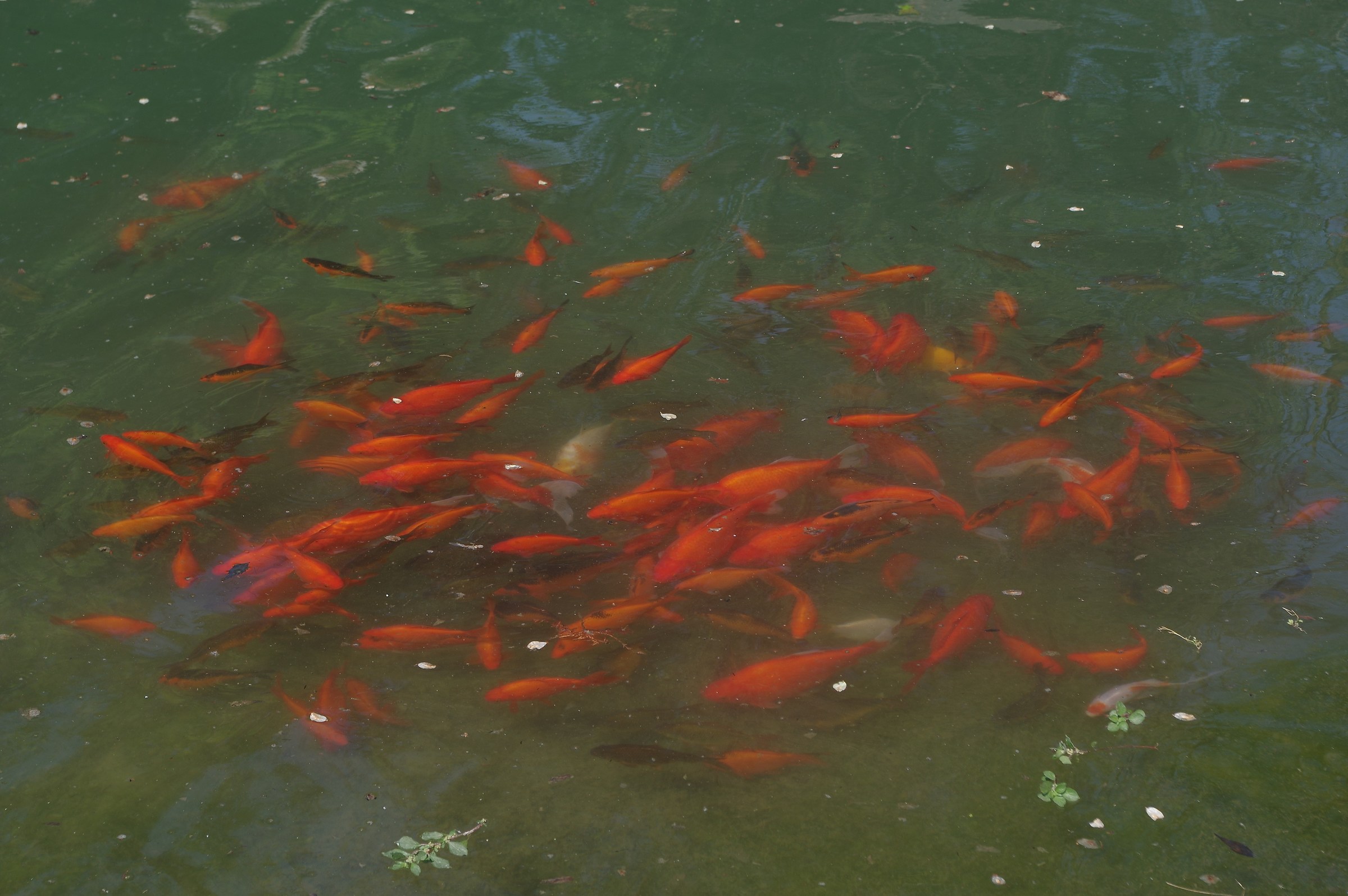Fish meeting