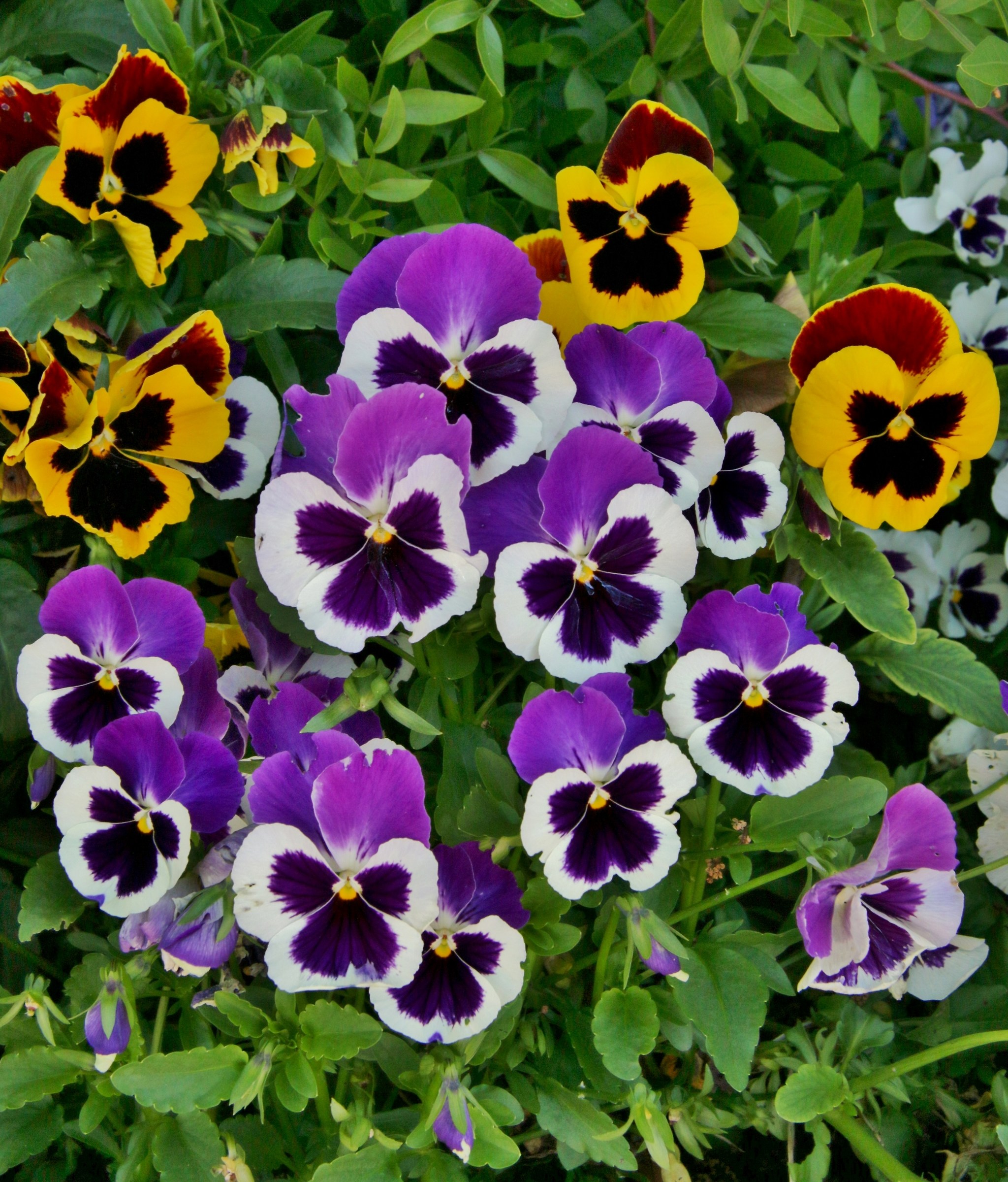 Pansies