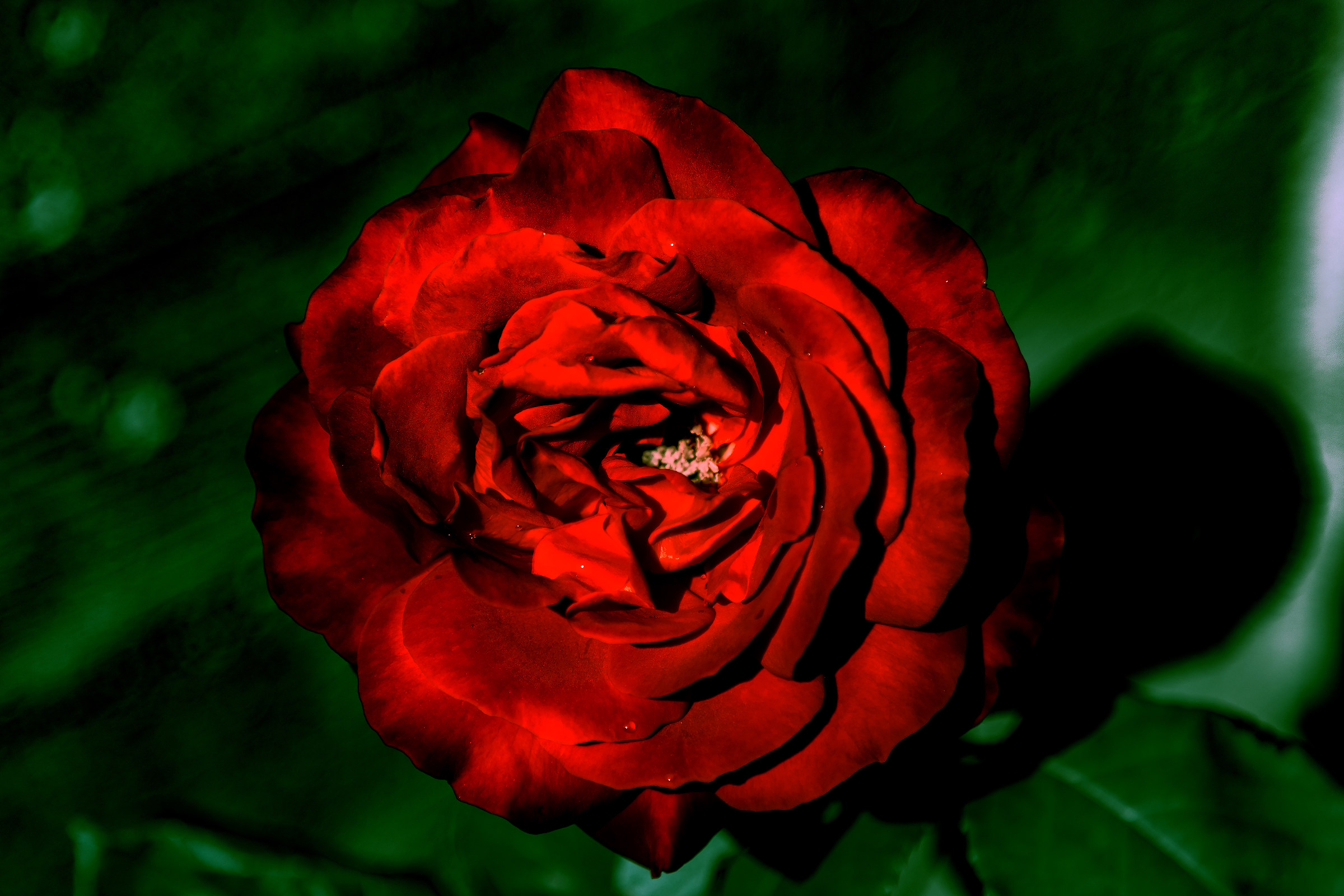 Rosa purpurea