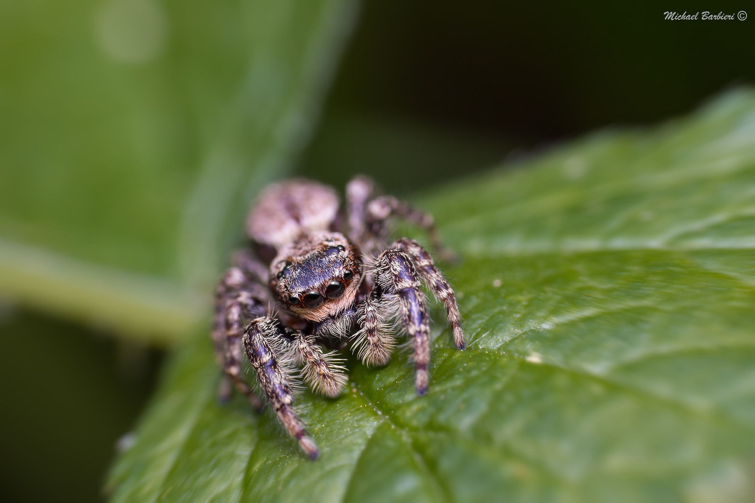 Salticidae sp.