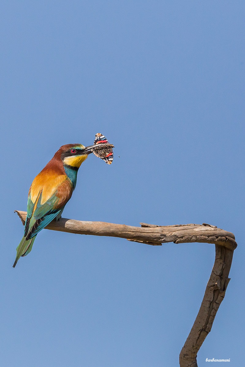 Eater with Butterfly