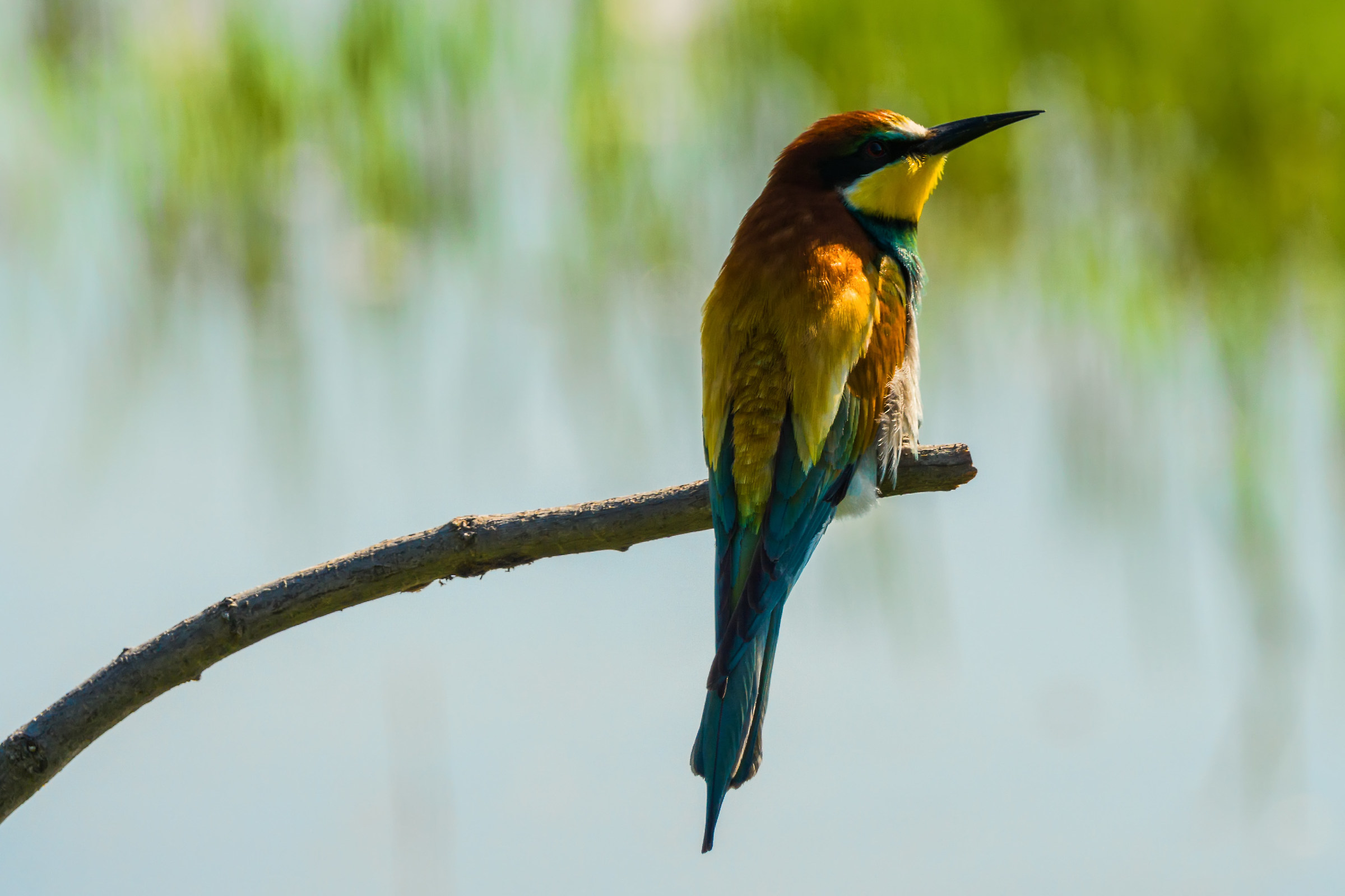 Bee-eater