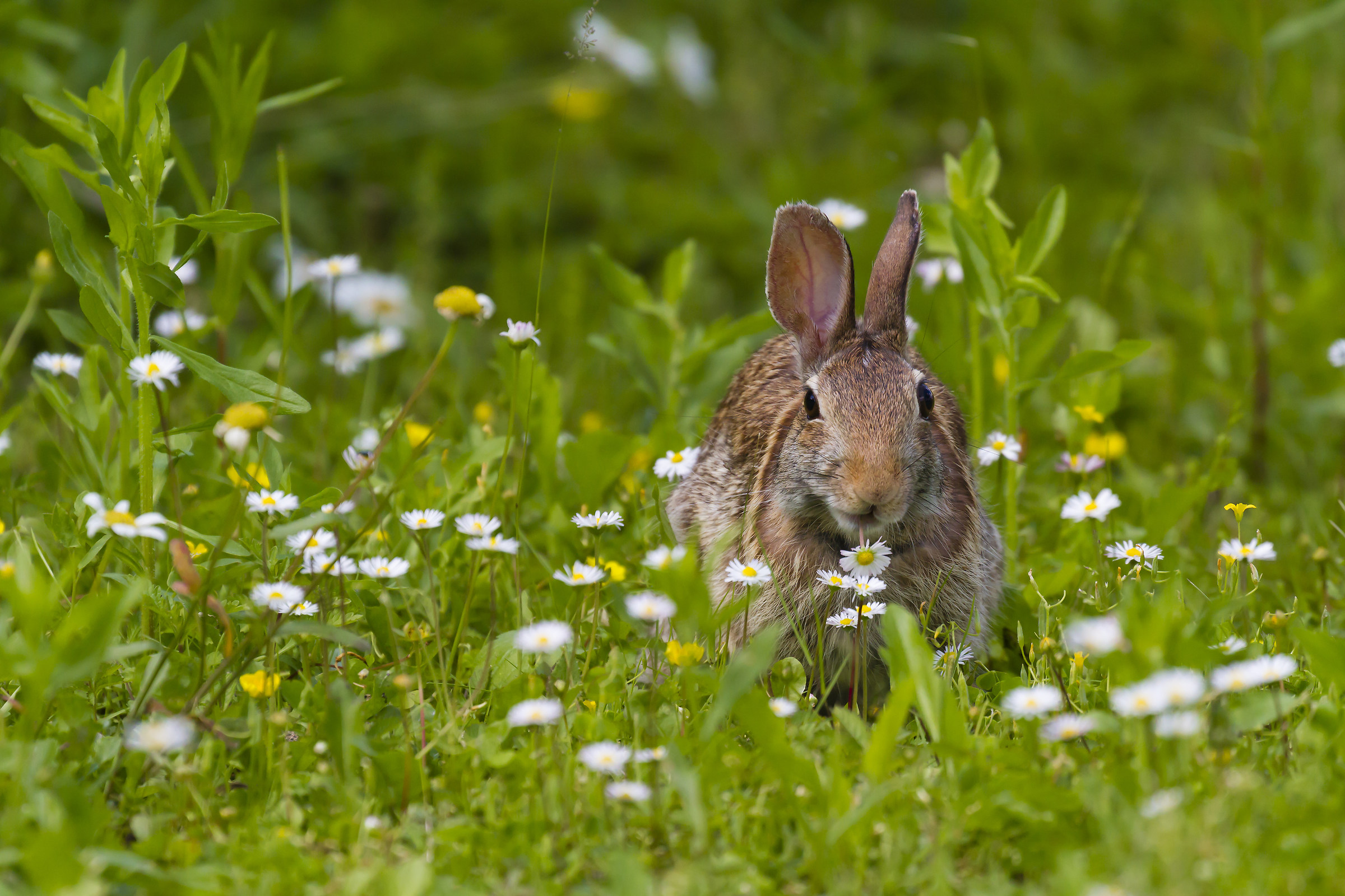 Sylvilagus floridanus    (Minilepre)