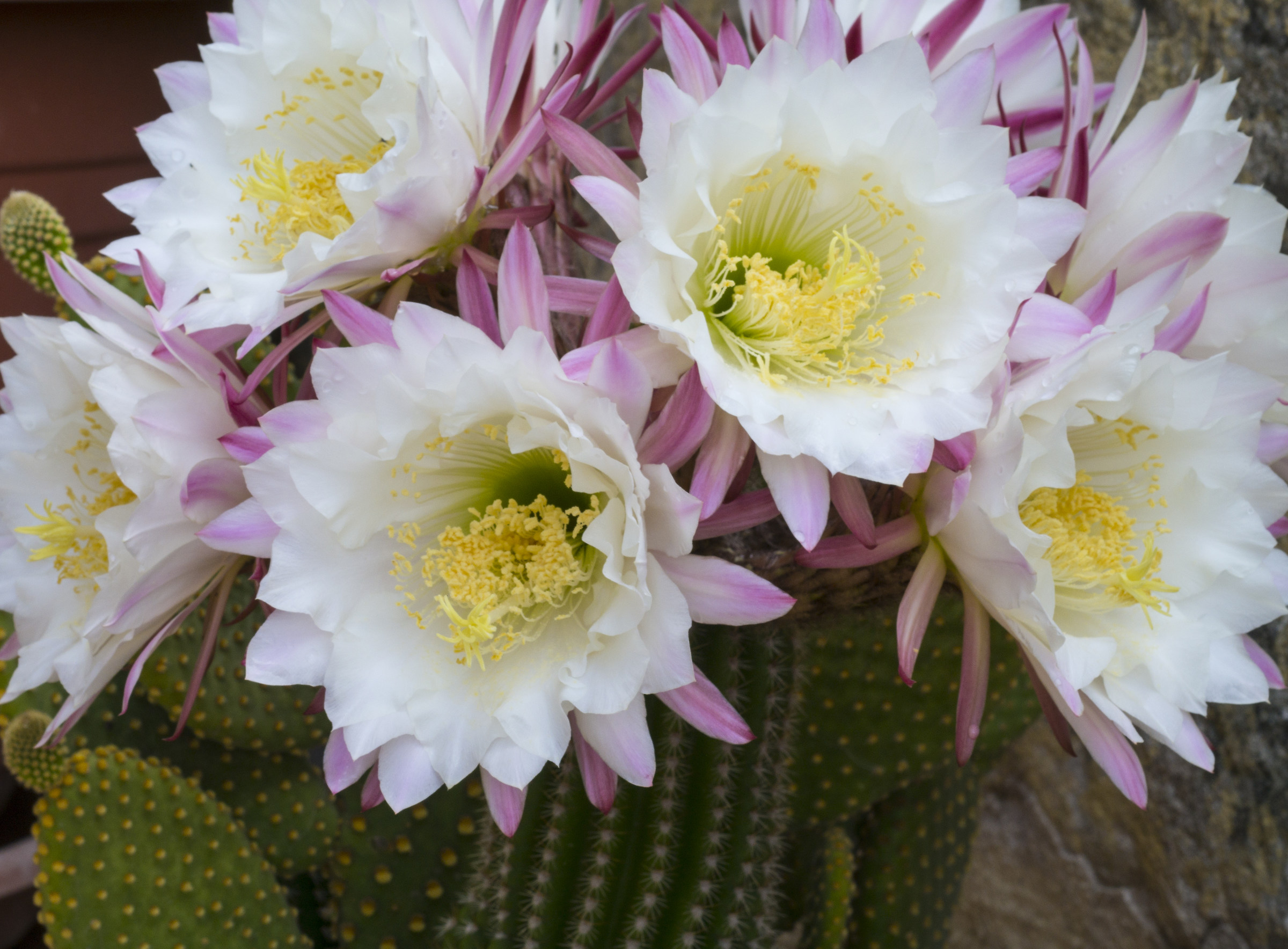 Fiori di cactus appena sbocciati 3