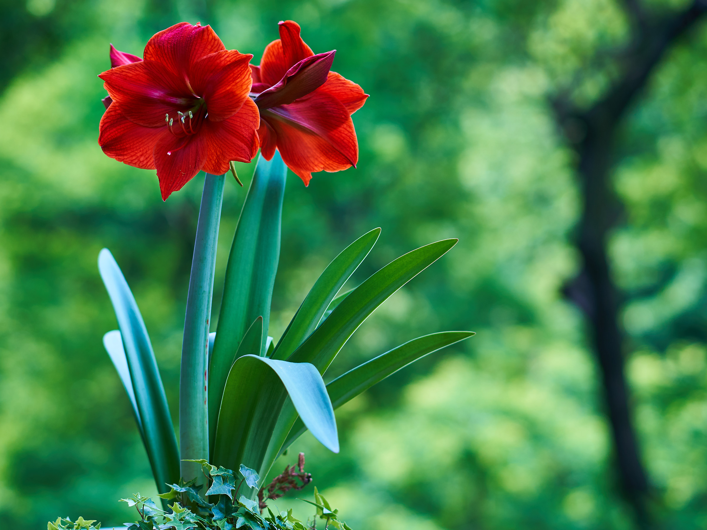 Amaryllis in fiore