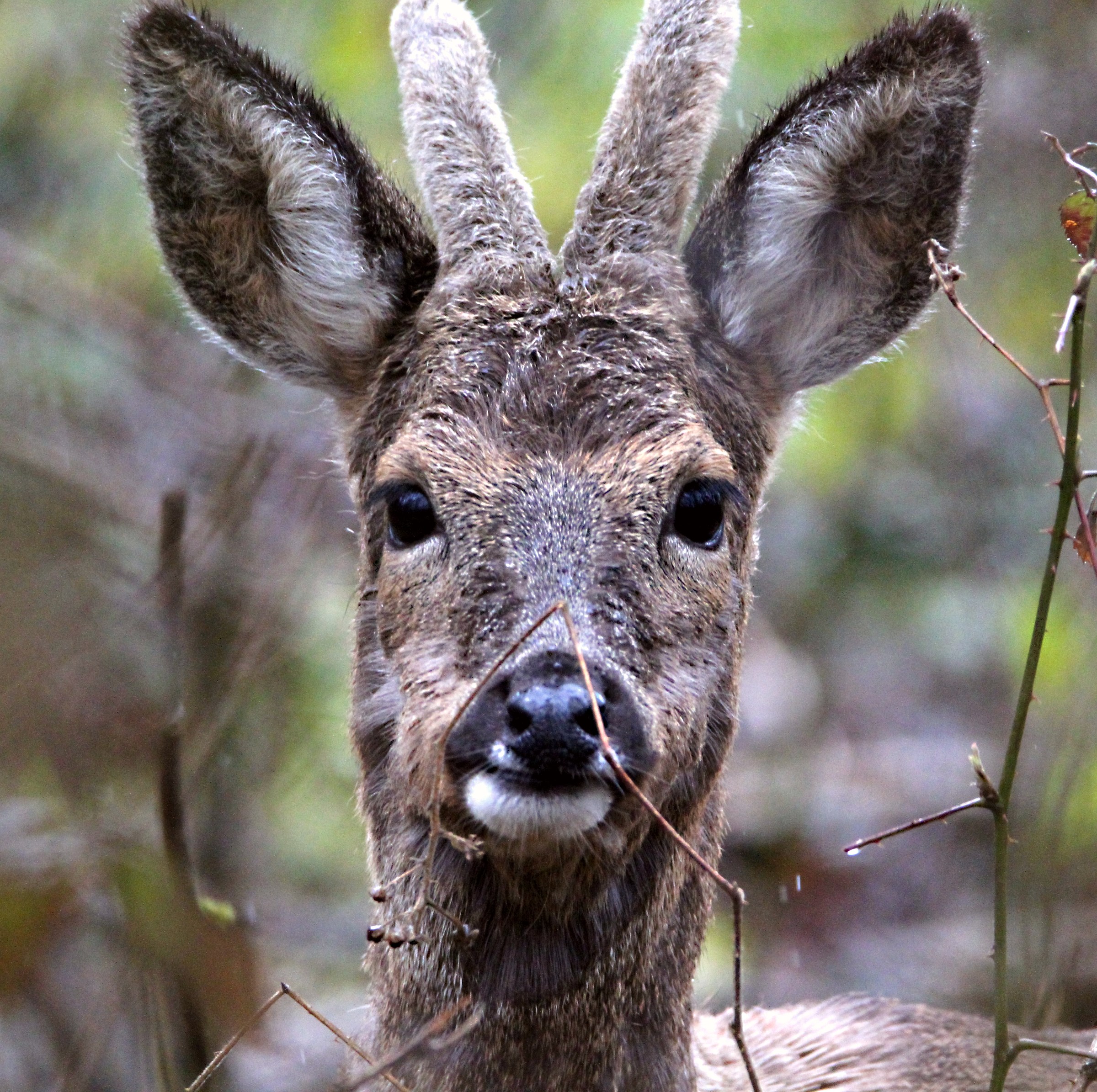 Young roebuck in the rain.