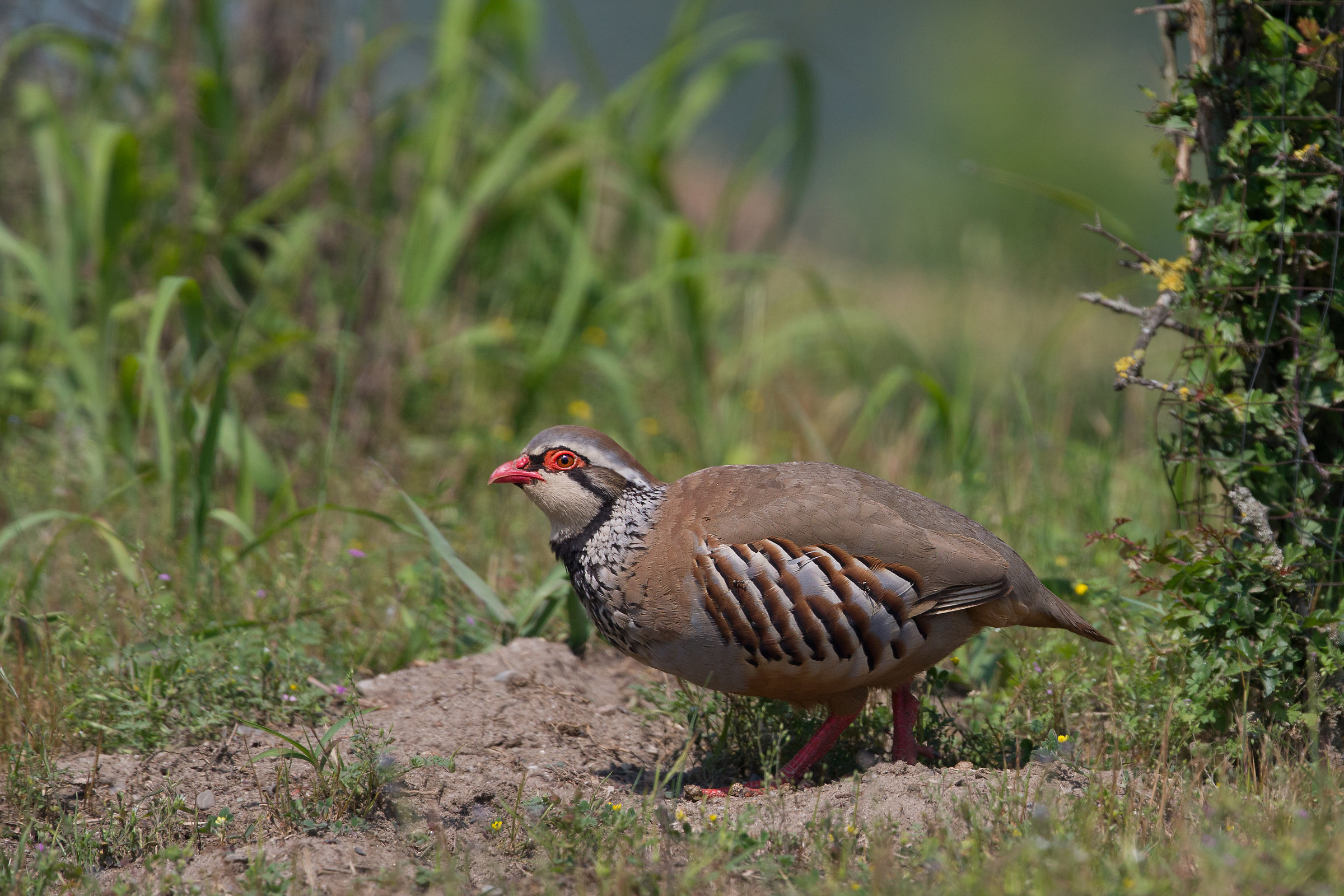 Red Partridge