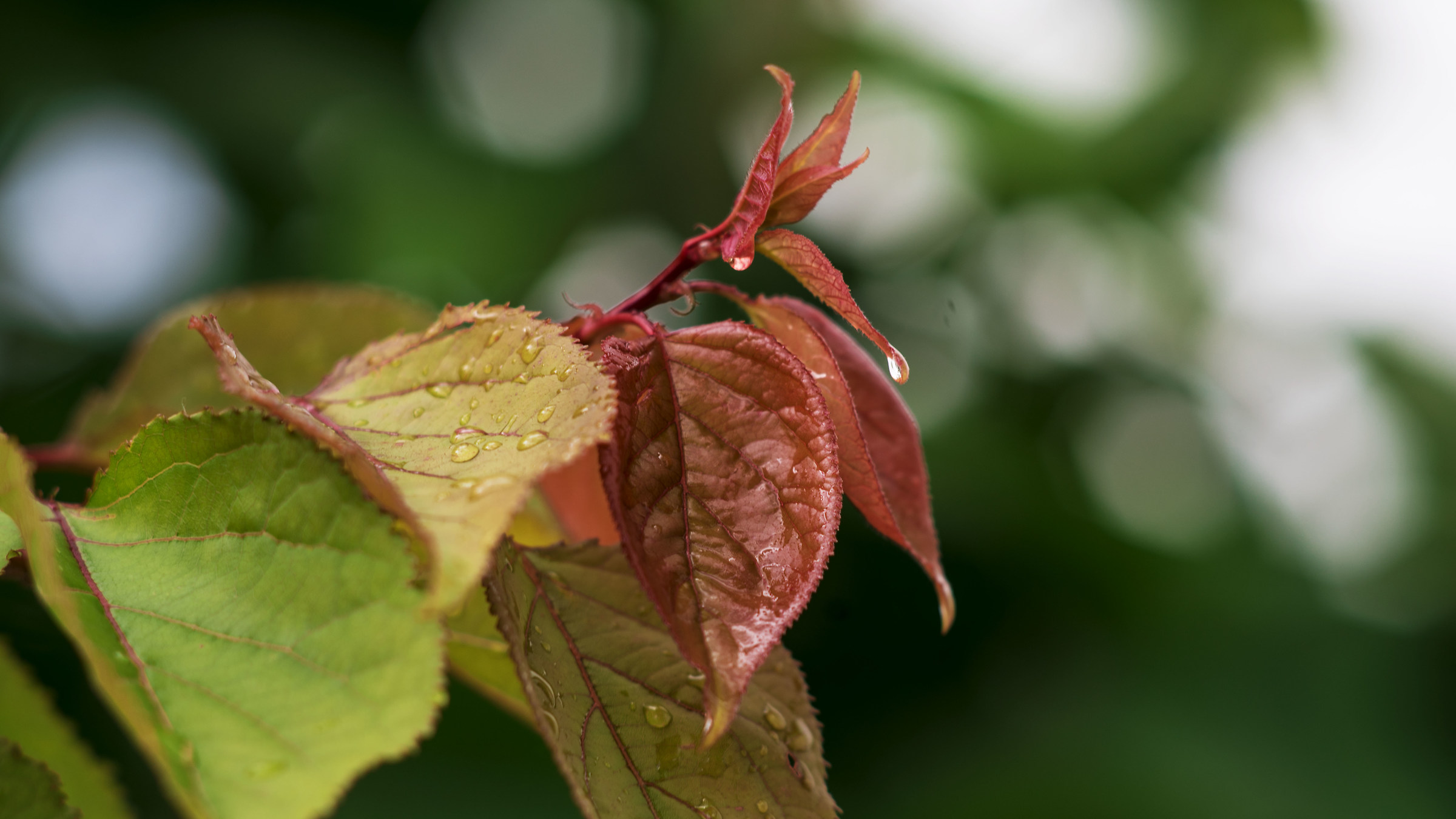 Giovane foglia di albicocco