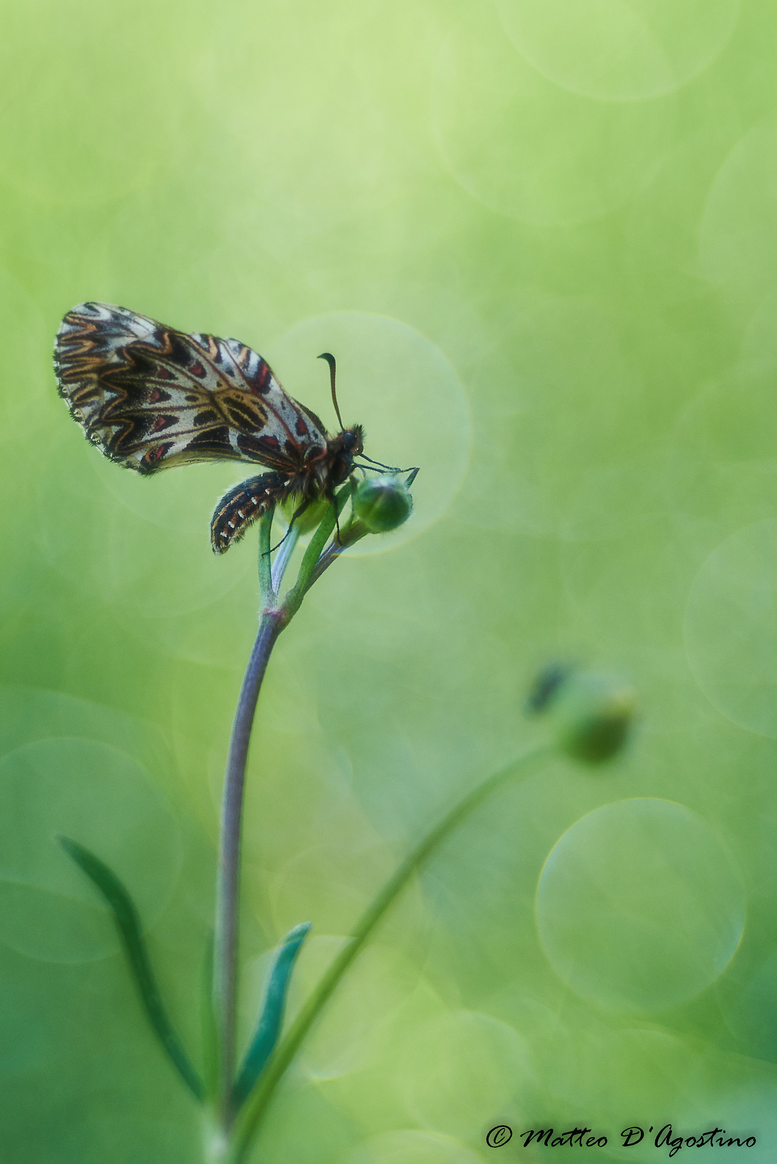 Una zerynthia un po' zen
