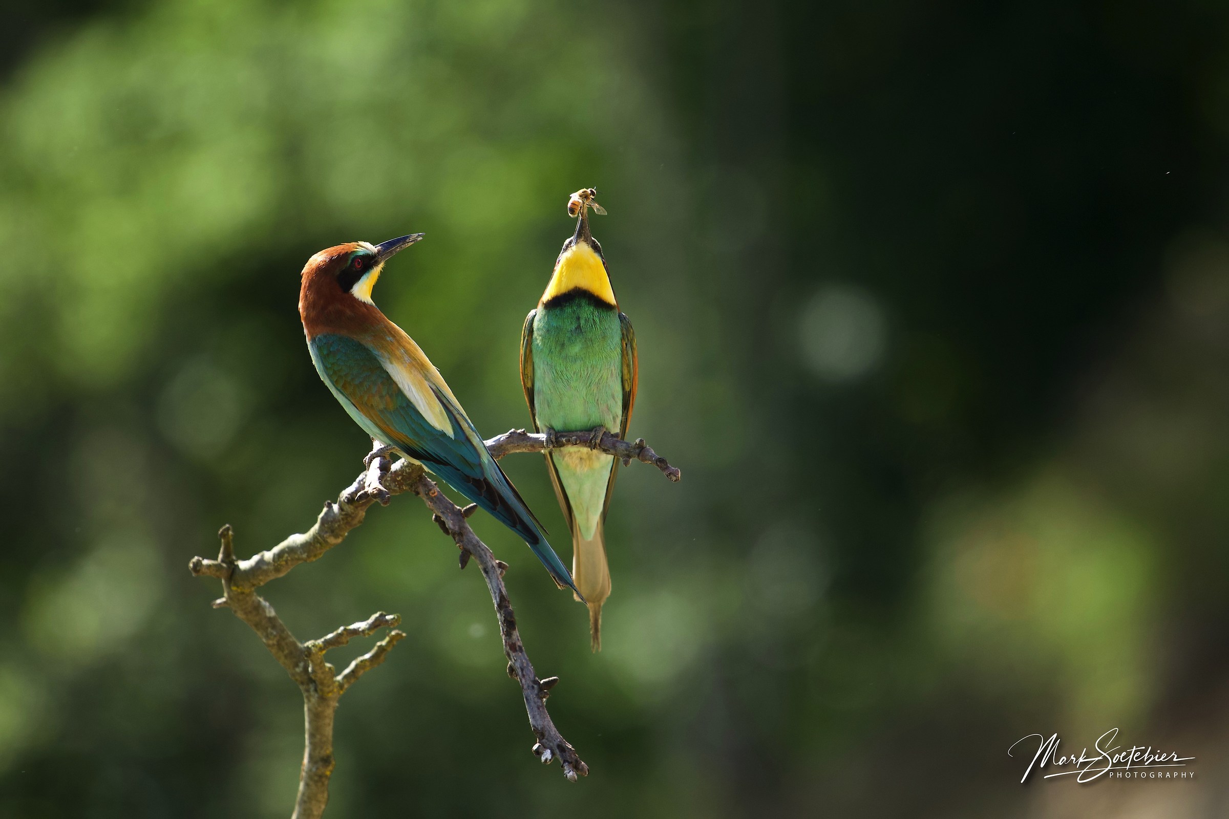 European Bee Eaters