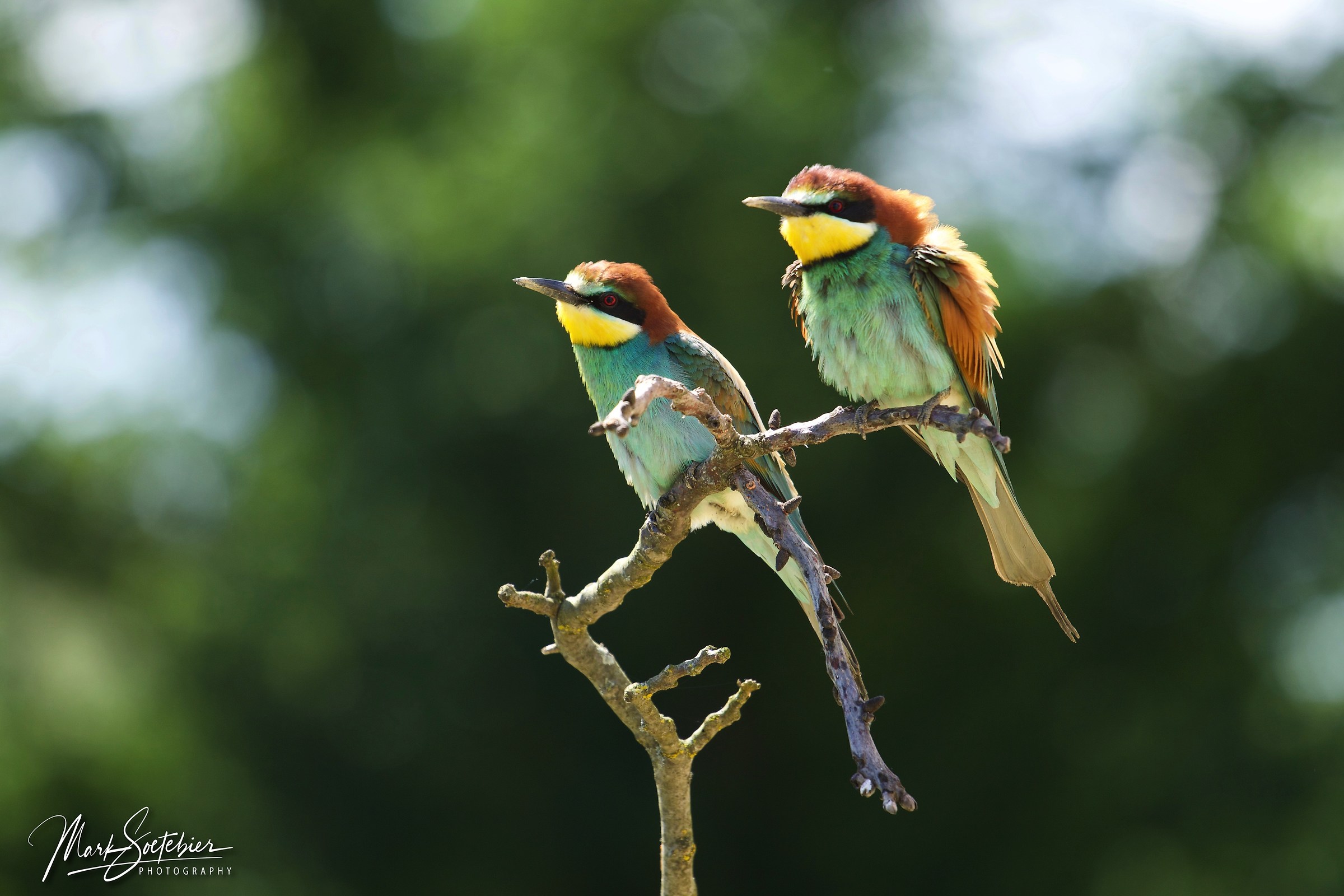European Bee Eaters