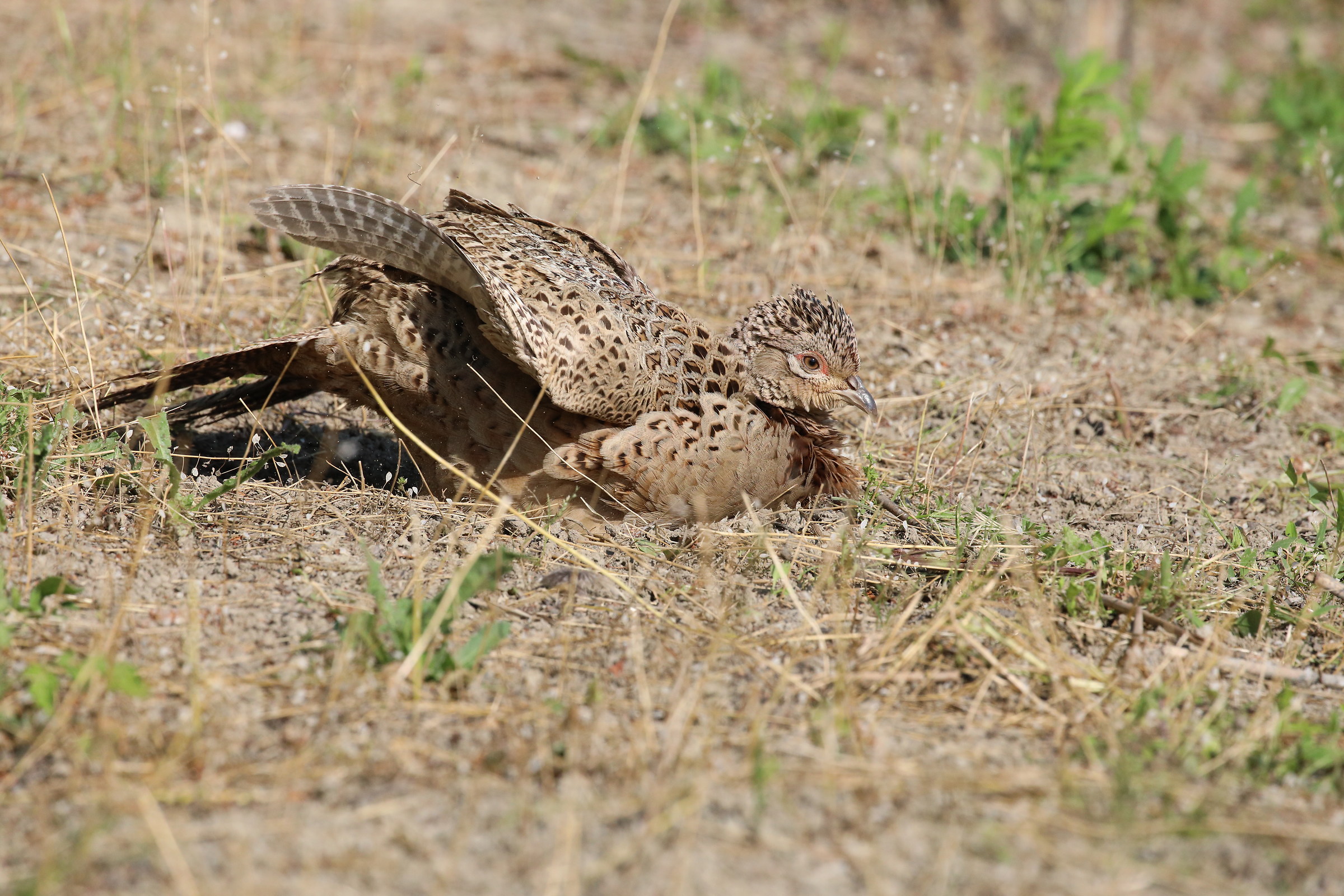 Fagiana che fa il bagno di polvere