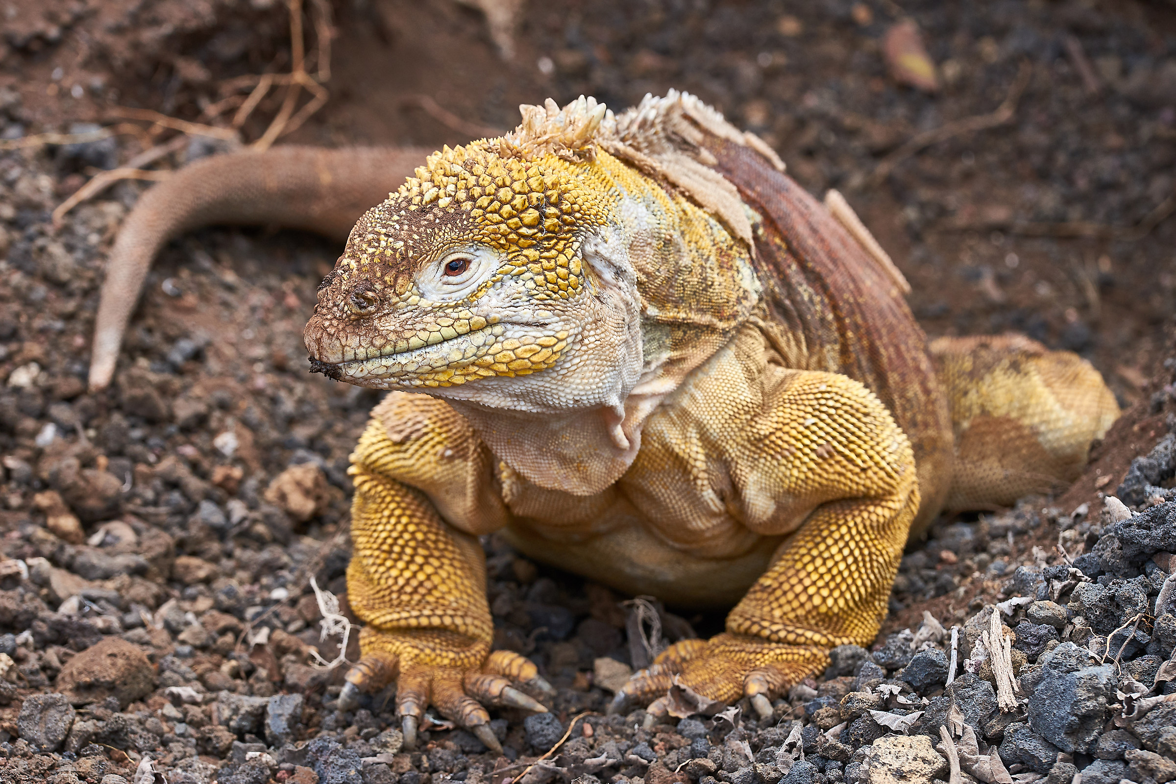 Iguana terrestre delle Galapagos