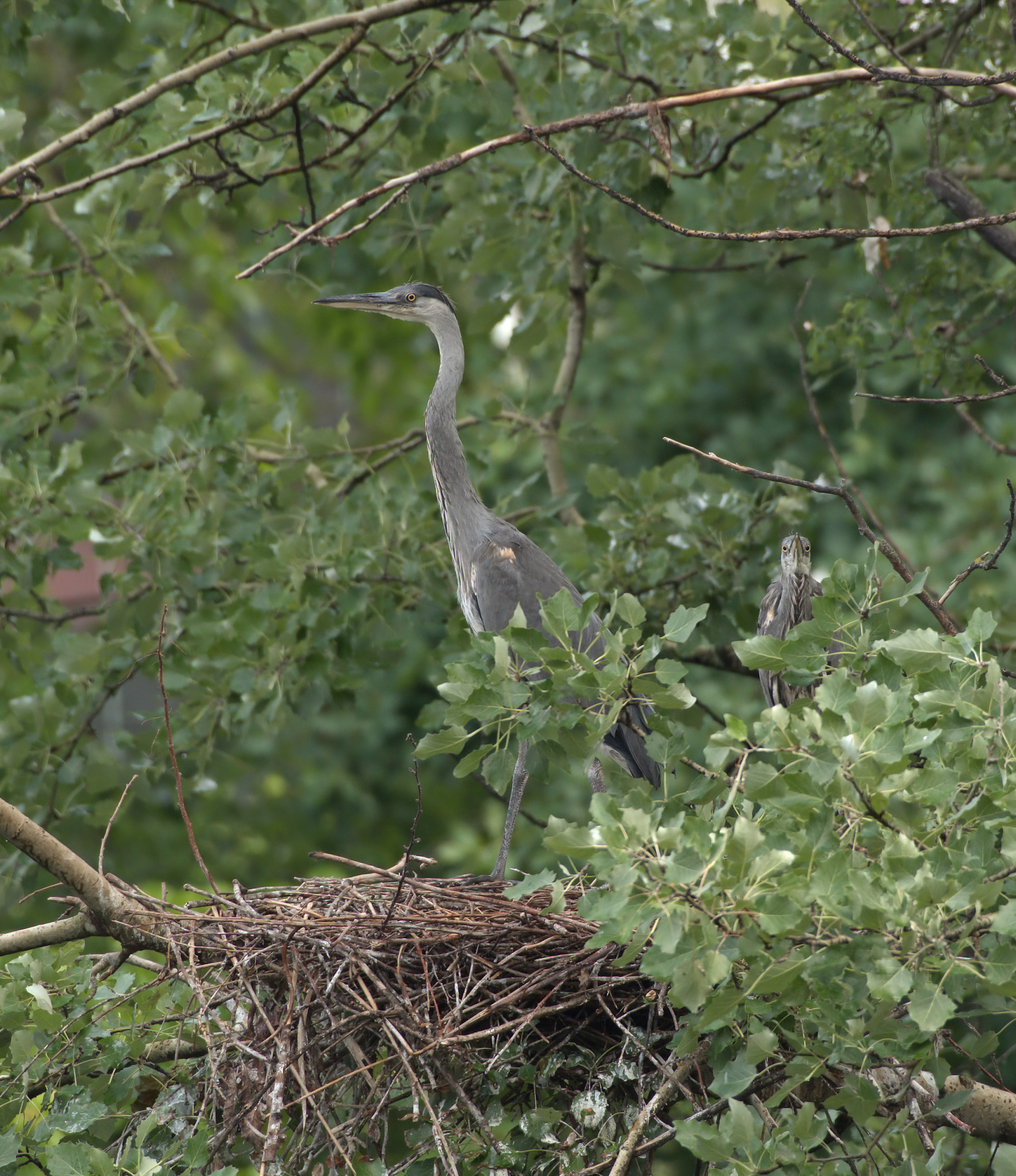 Little Grey Heron