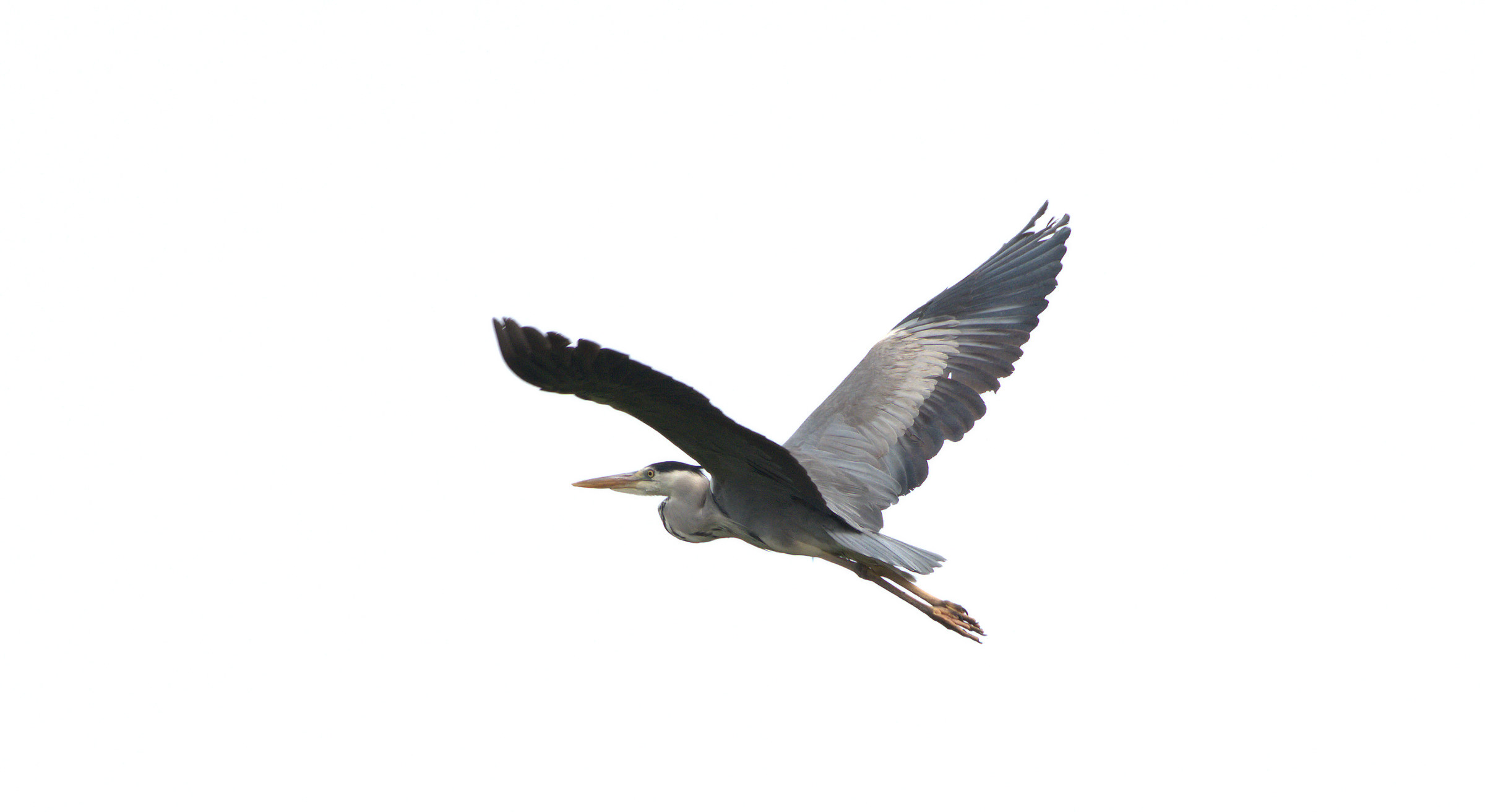 Grey Heron