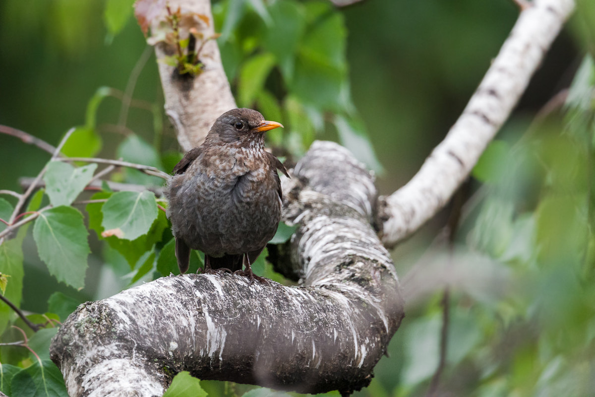 Female of Blackbirds (Turdus merula)...