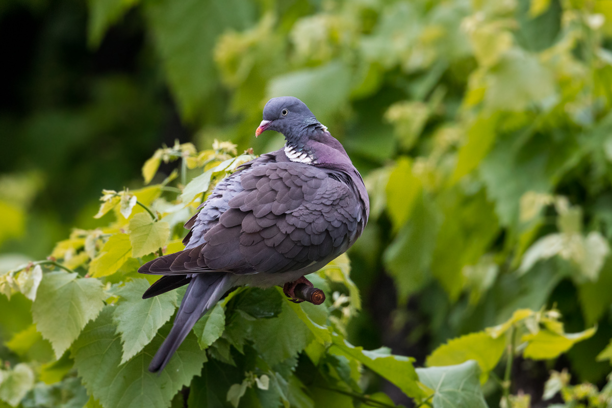 Pigeon (Columba palumbus)...