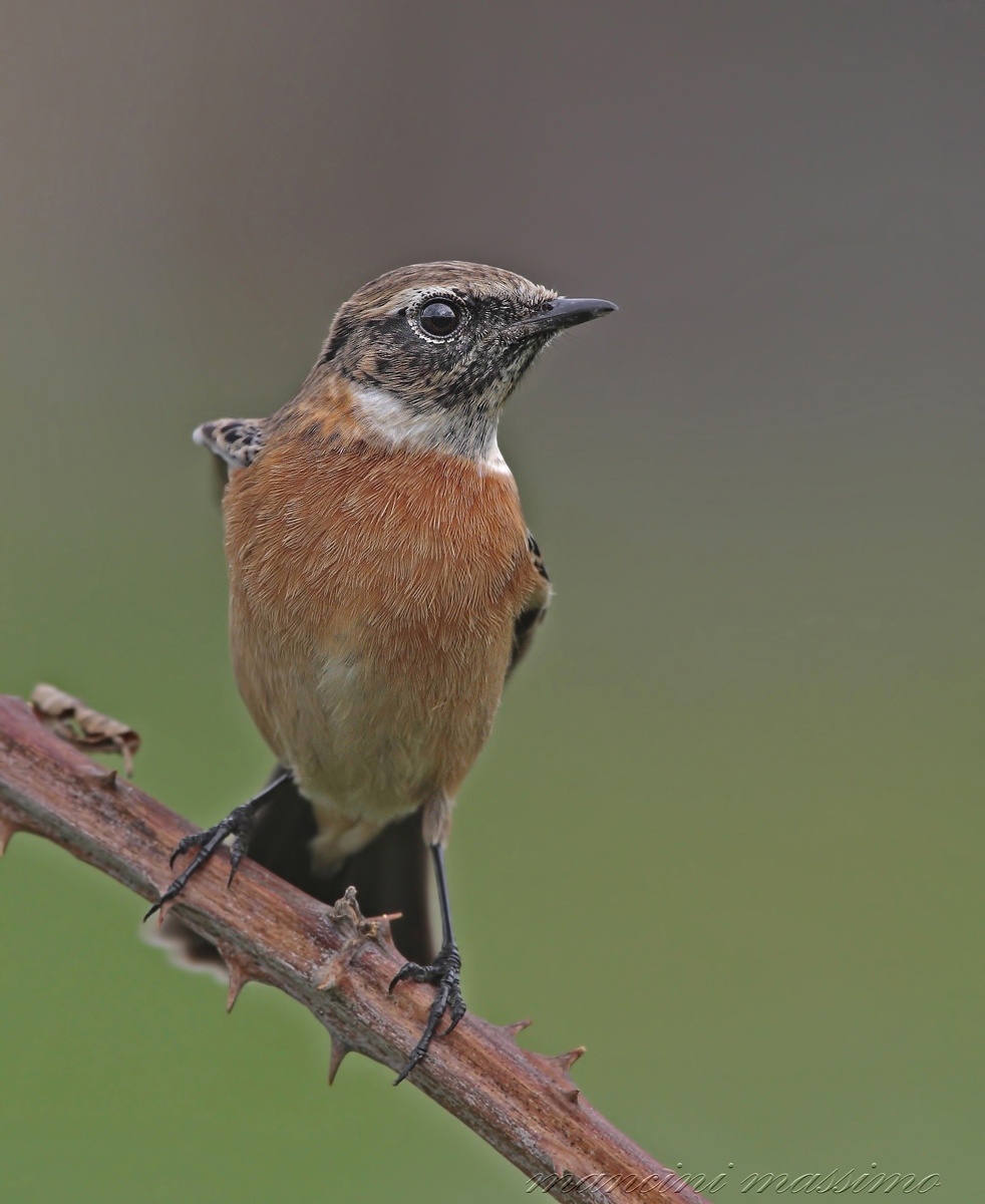 Stonechat (Saxicola torquata)