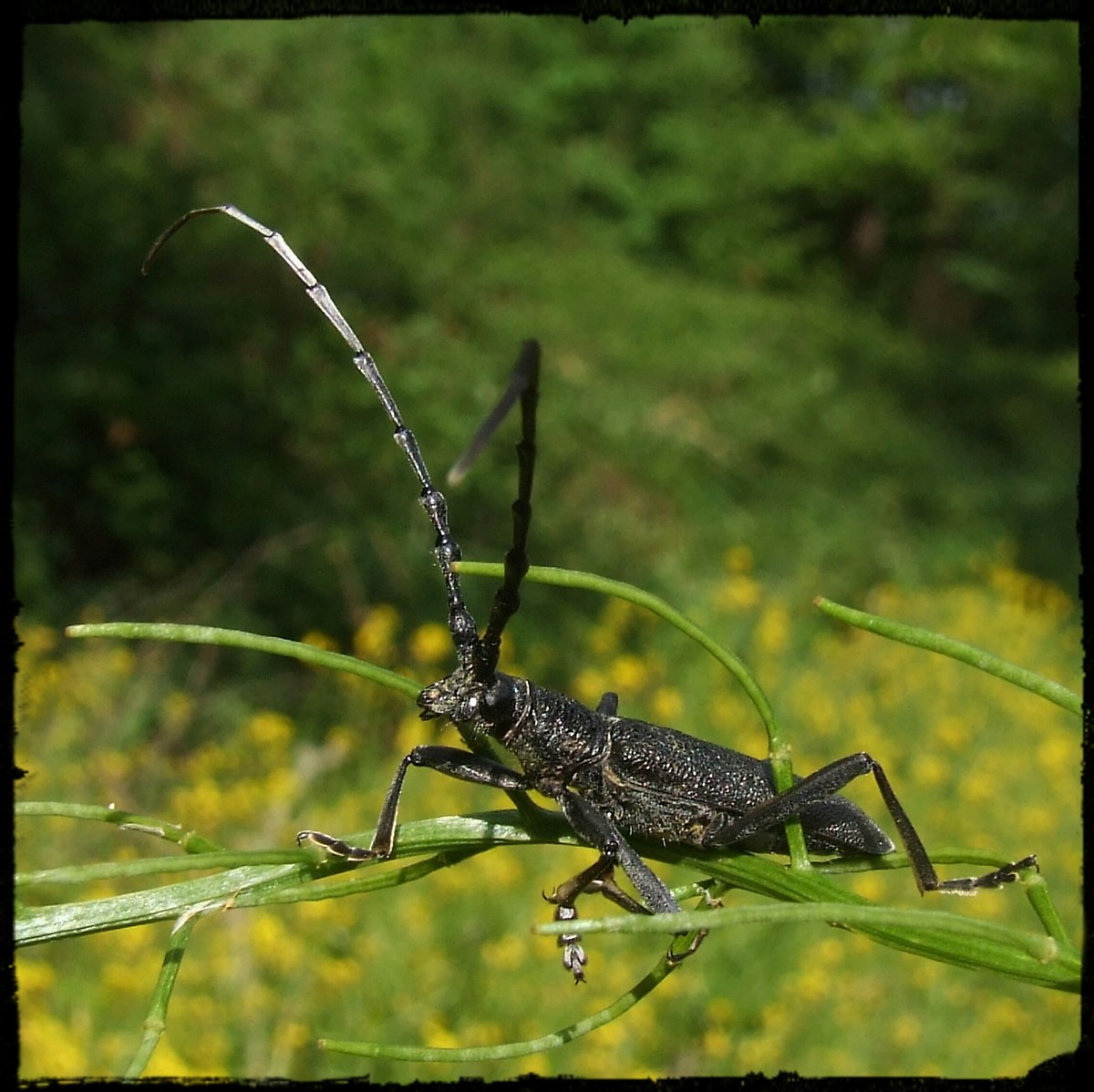 "Cerambyx scopolii" male ?