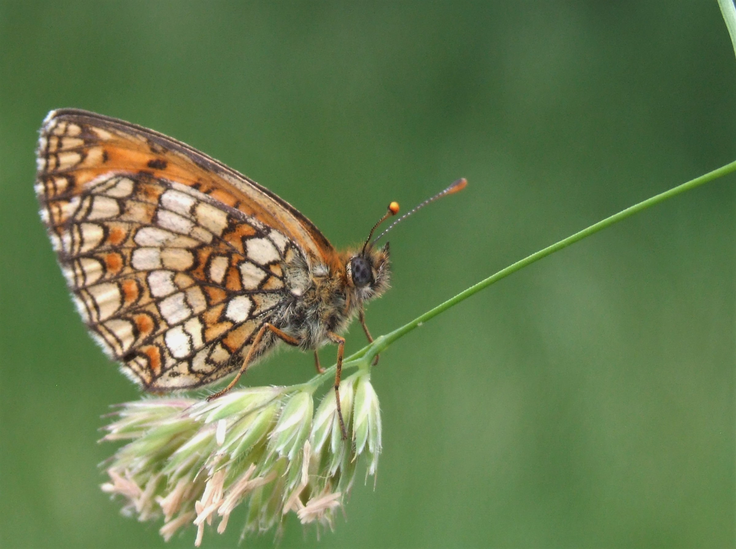 "Fritillary nevadensis" male