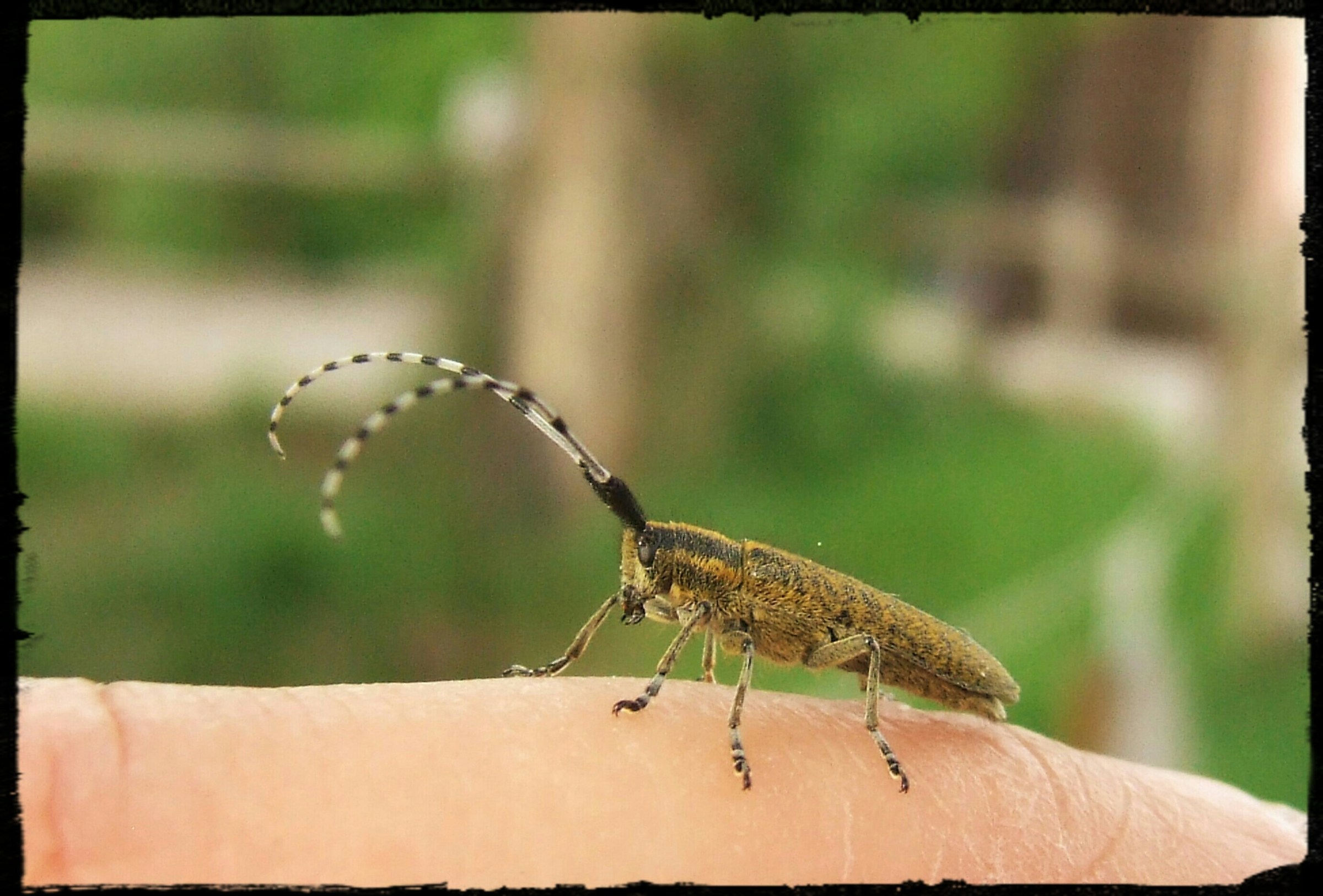 "Agapanthia Villosoviridescens"