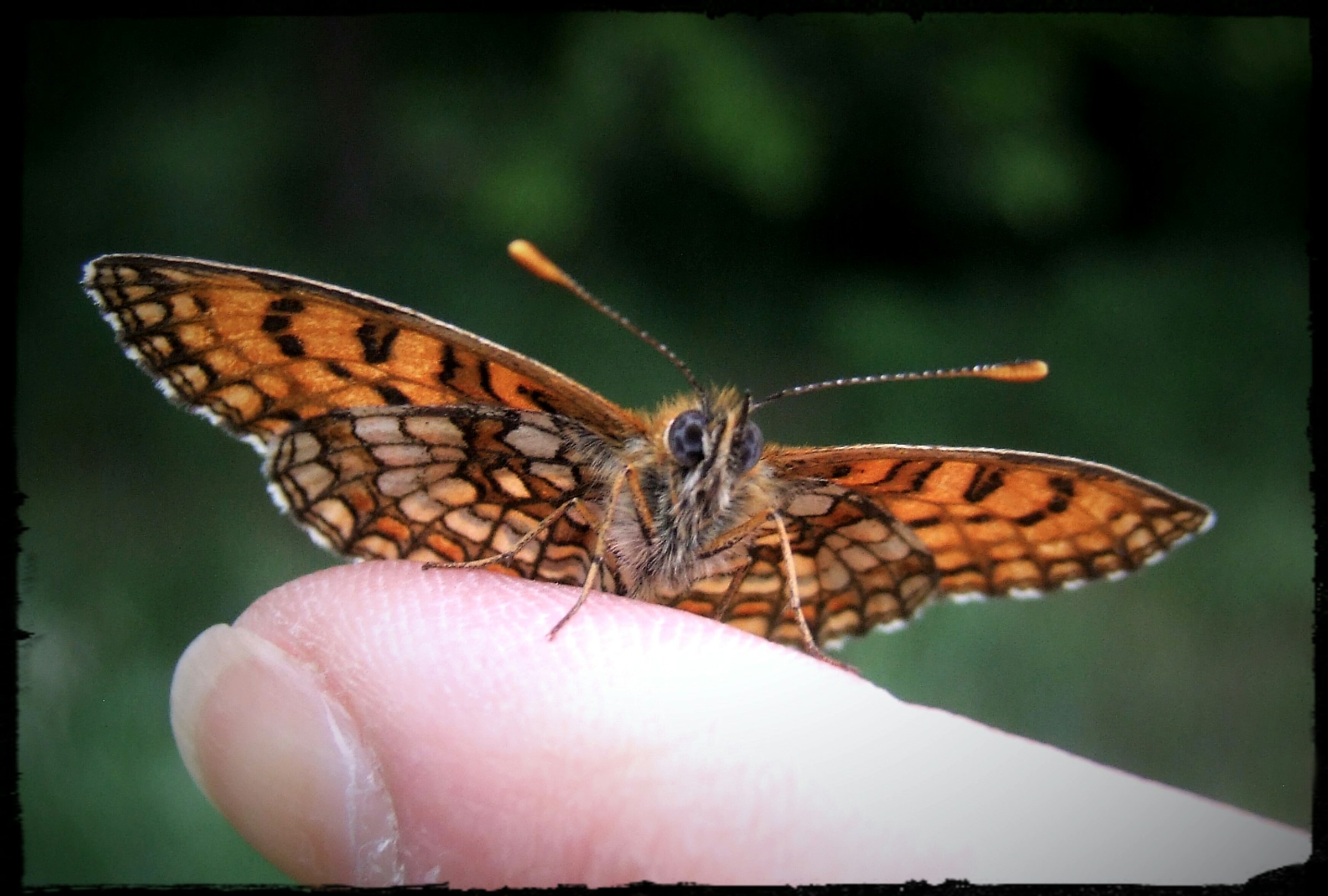 "Fritillary nevadensis" male