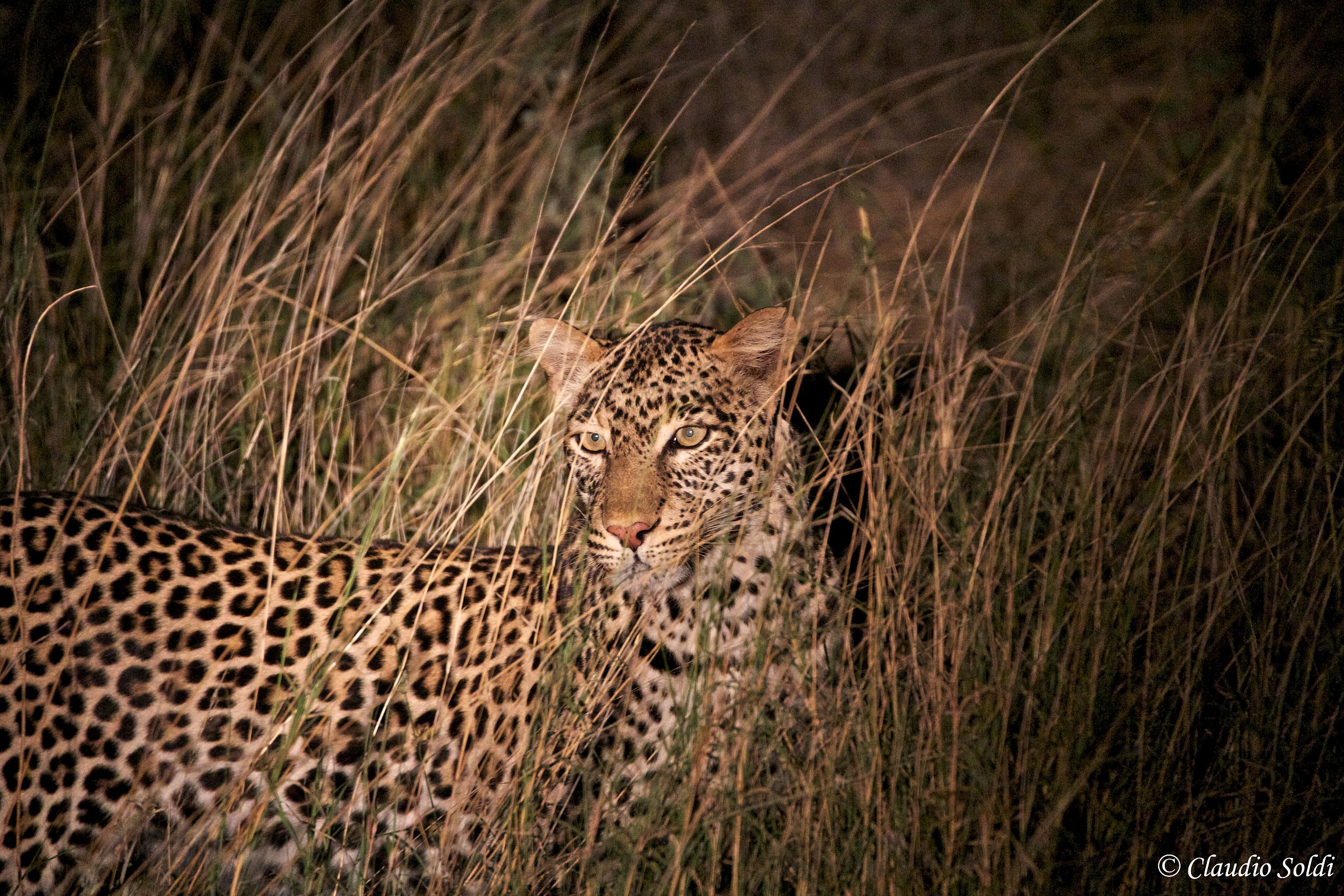Leopard in the dark - Tsavo Ovest