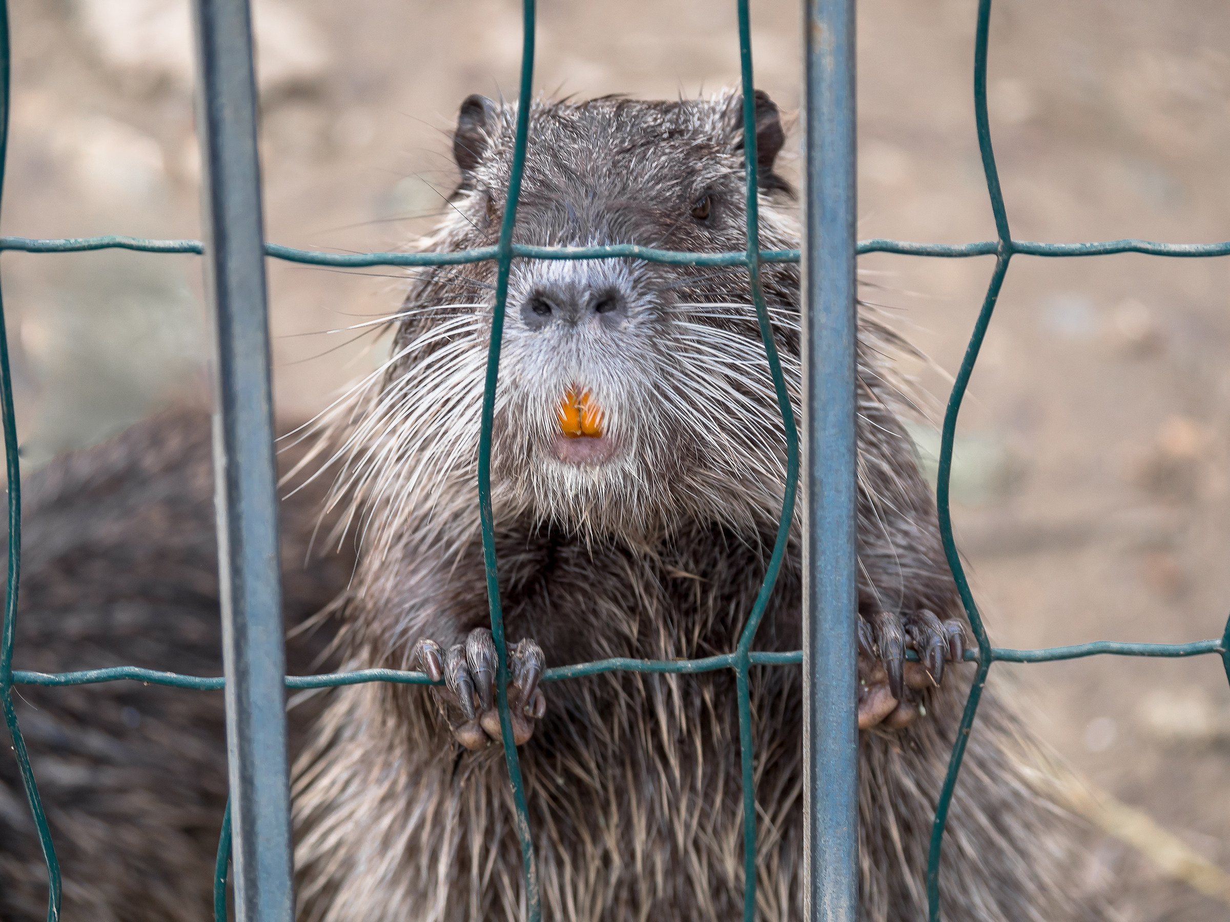 Lawyer when they let me out.........