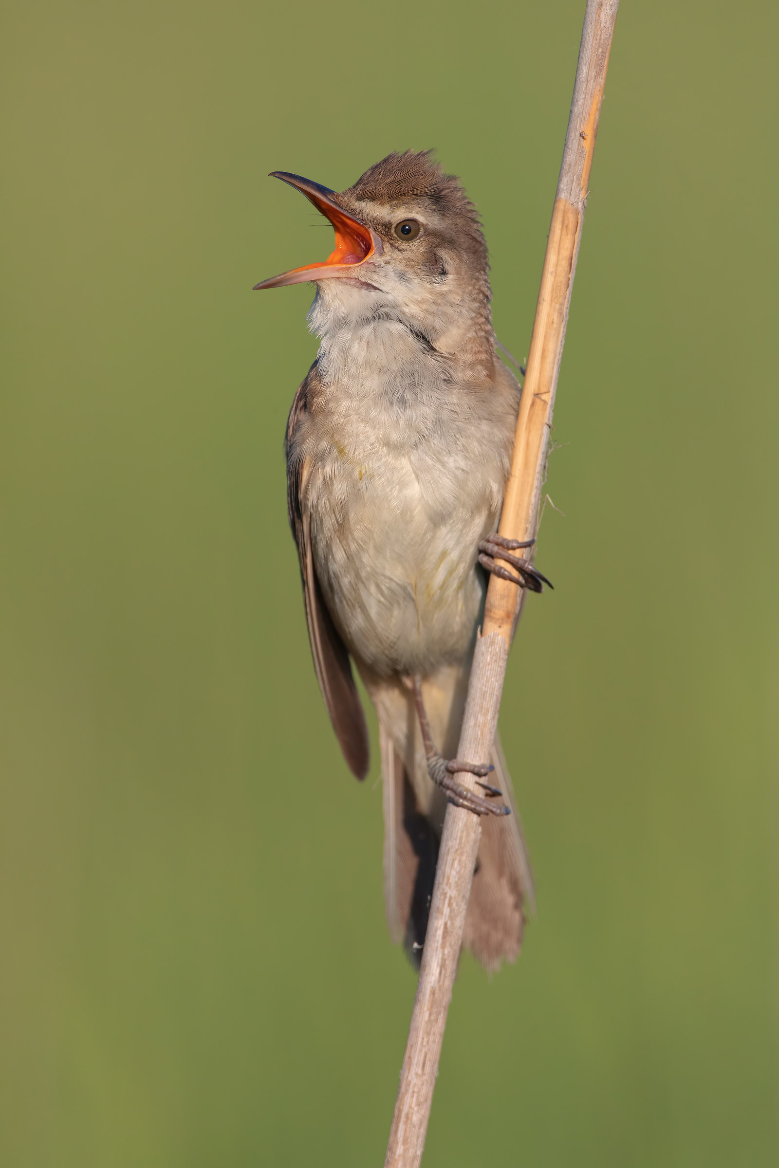 Warbler