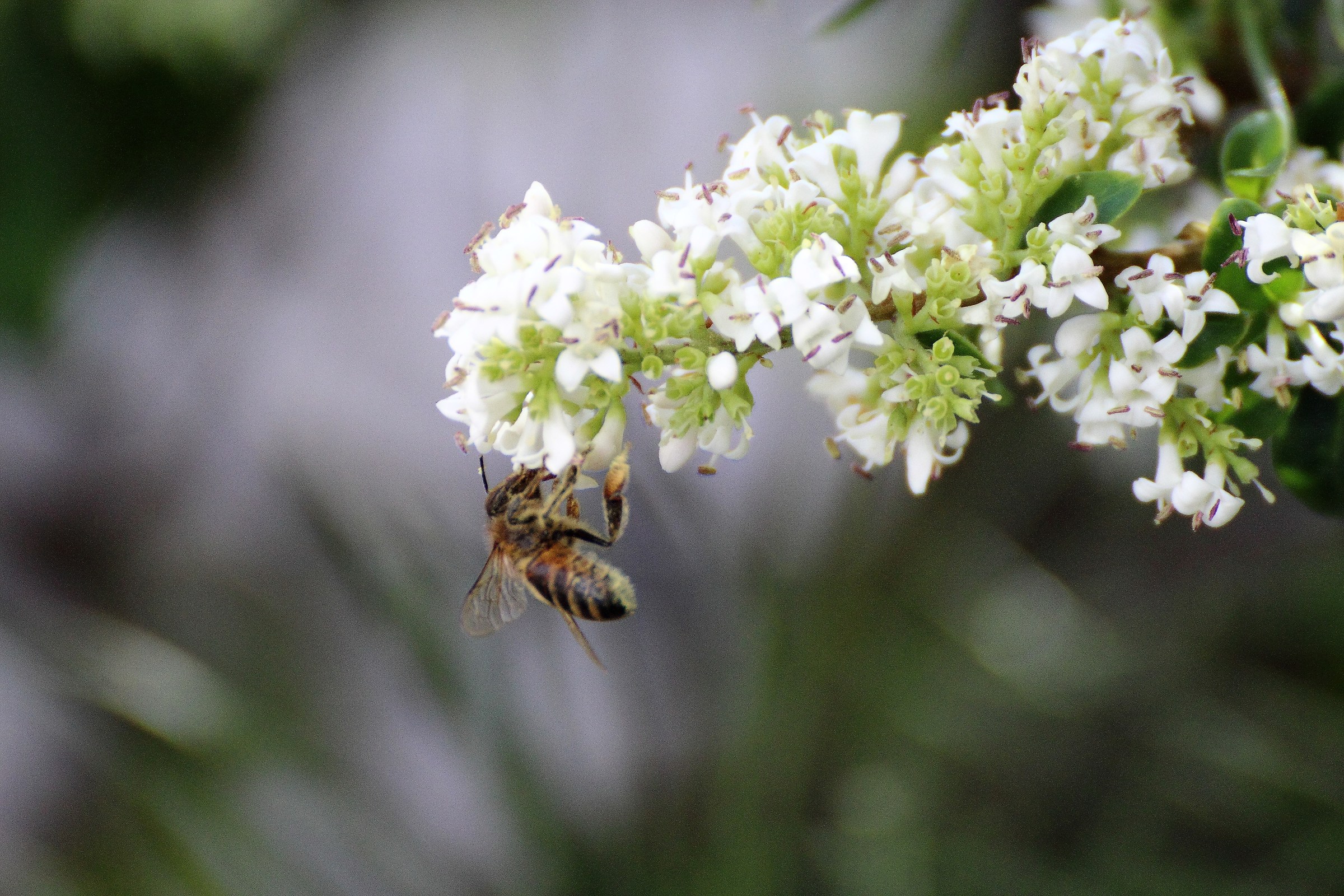 la colazione di un' ape