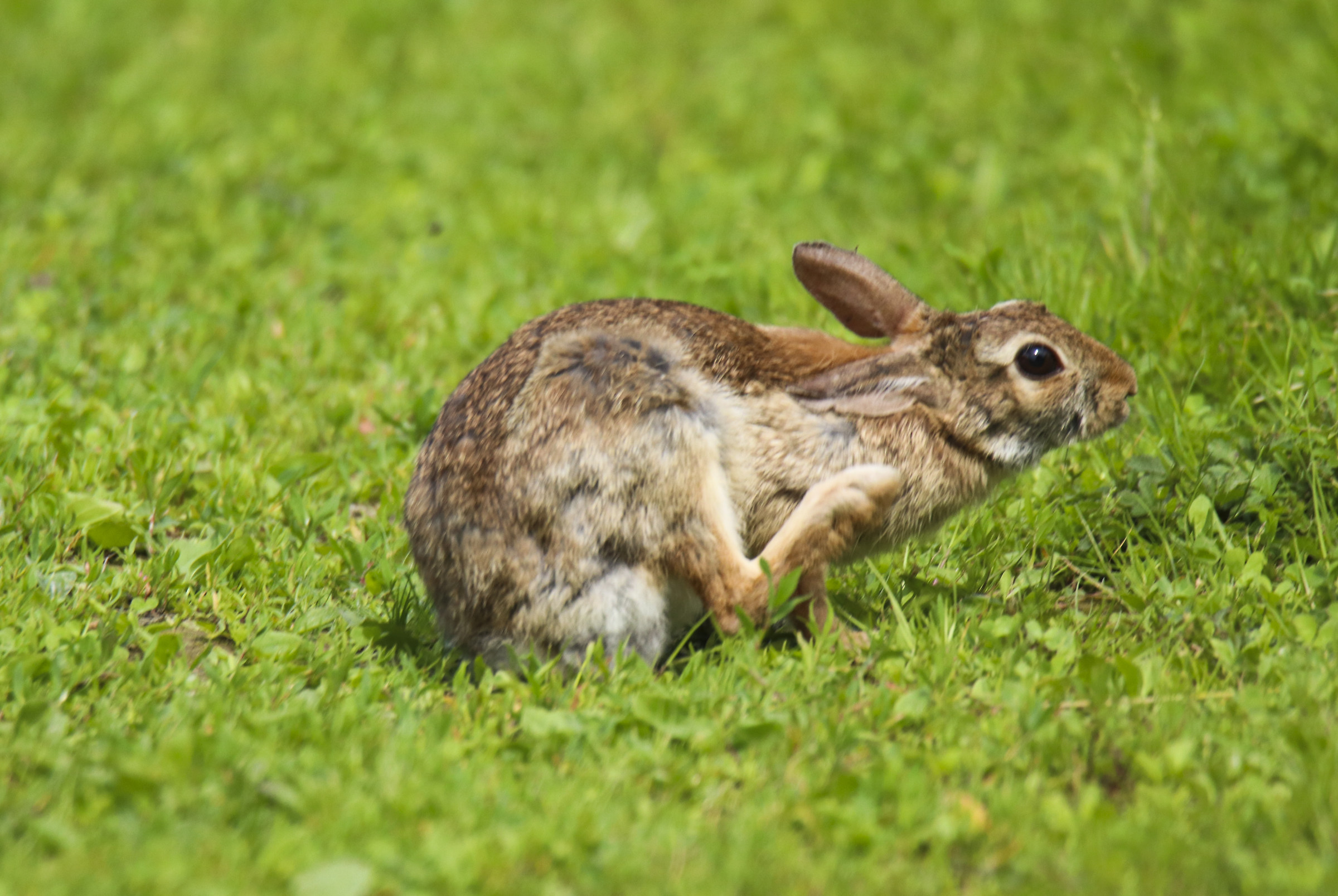 Dwarf Hare