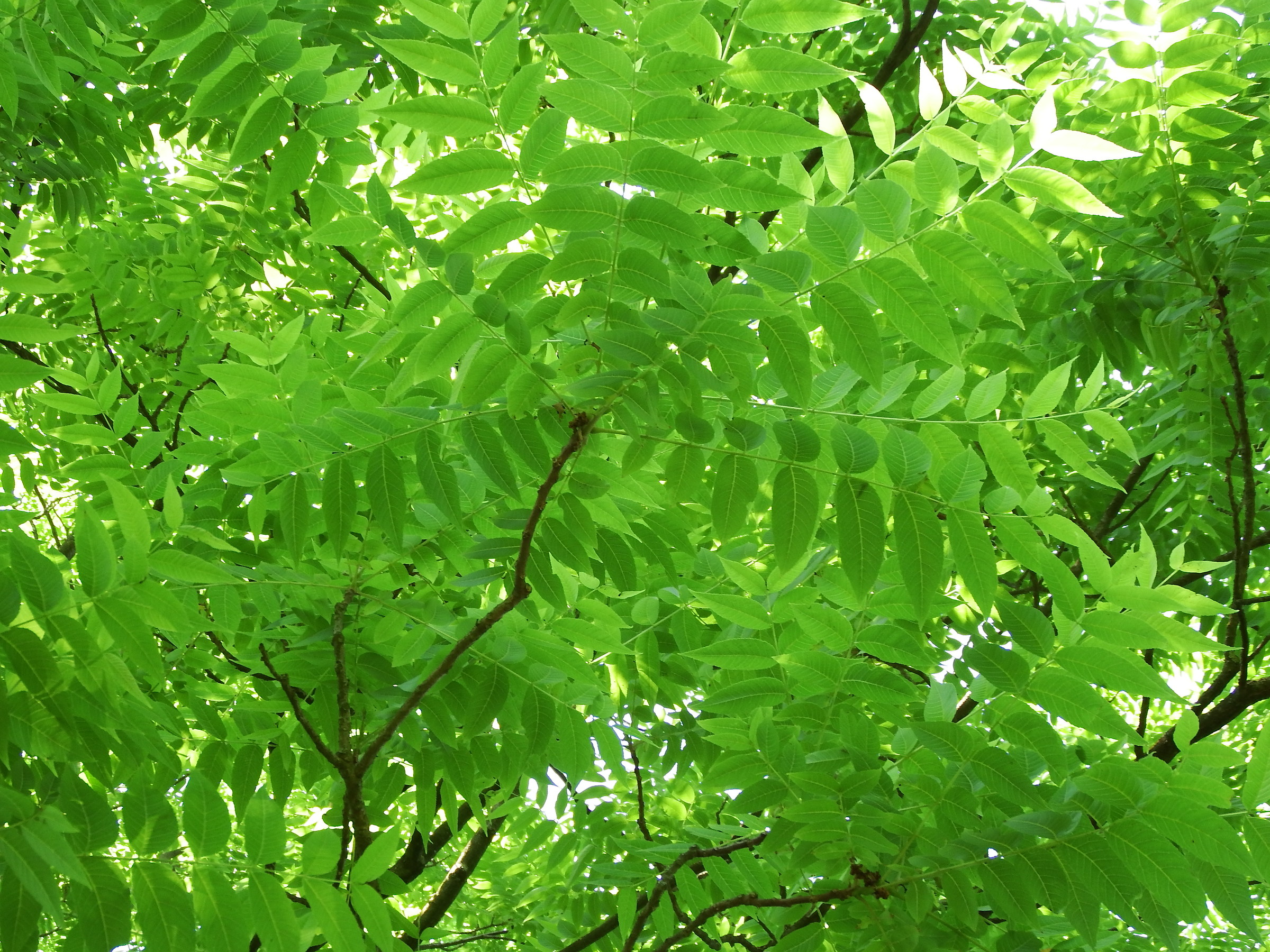 Juglans nigra, American walnut, Black Walnut