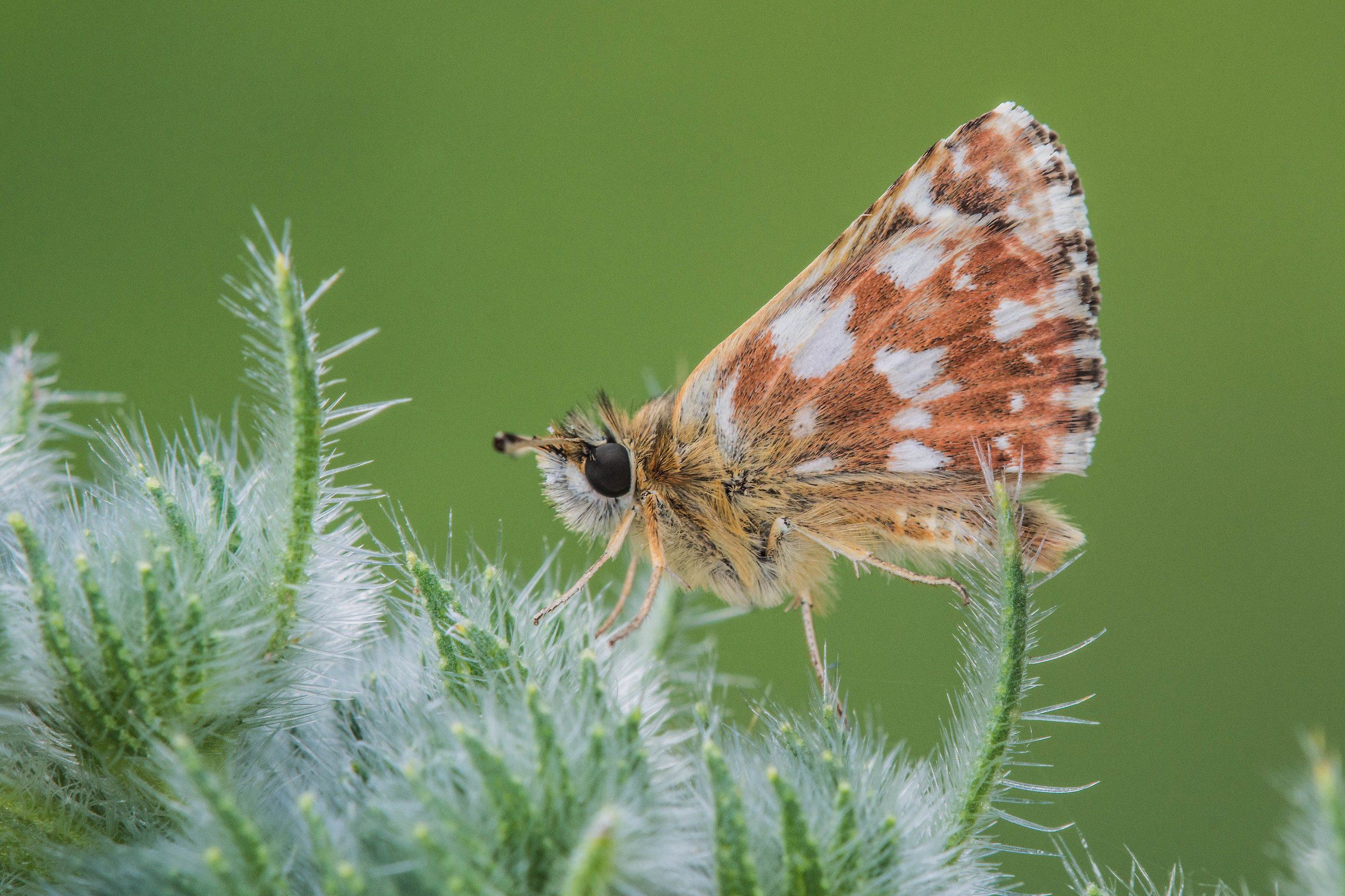 Spialia sertorius | Puglia 2018