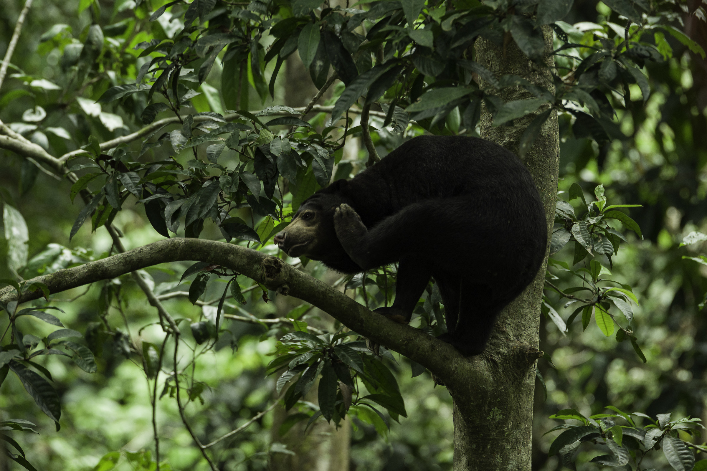 Malaysian bear
