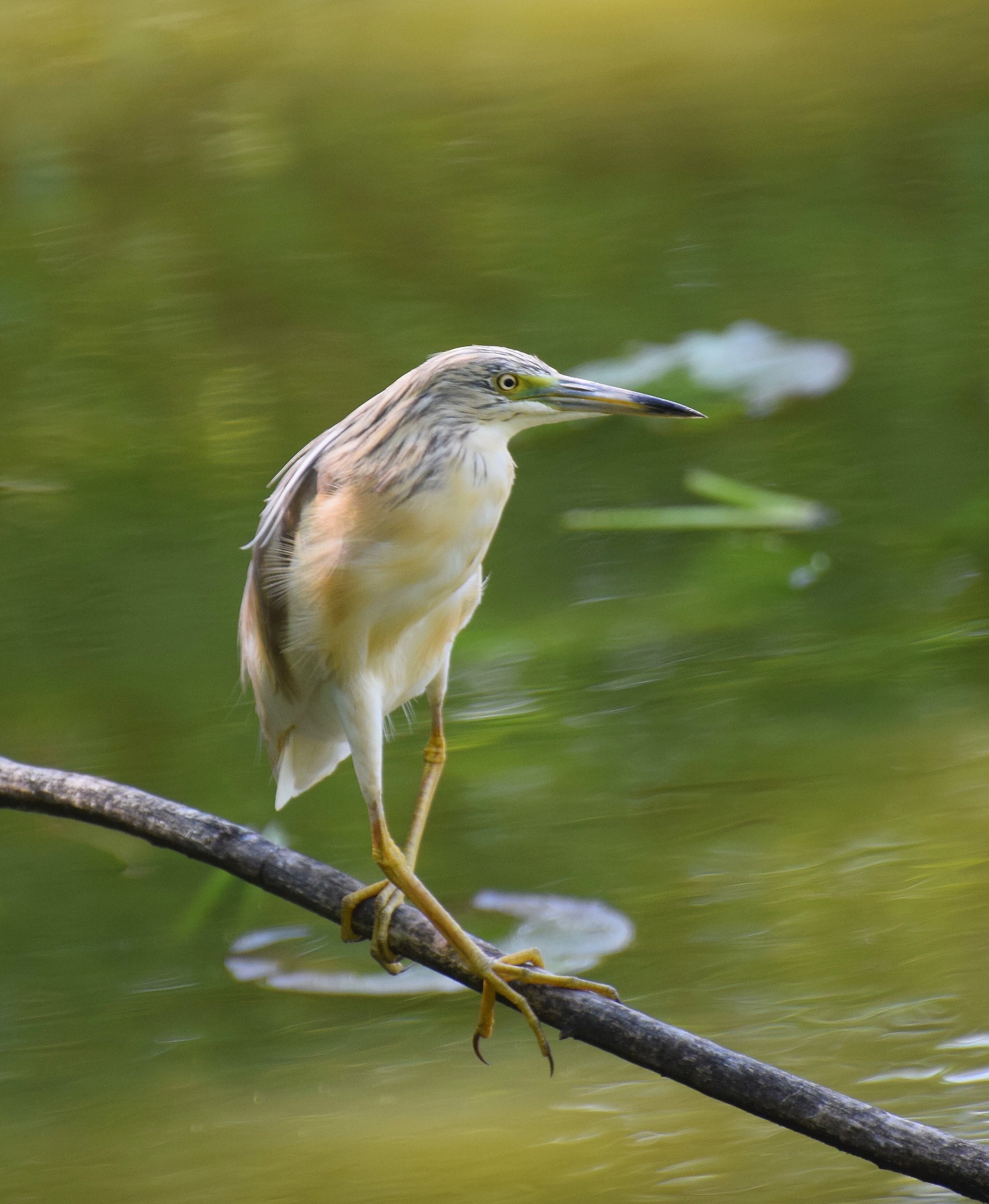 Squacco Tuft (Ardeola ralloides)