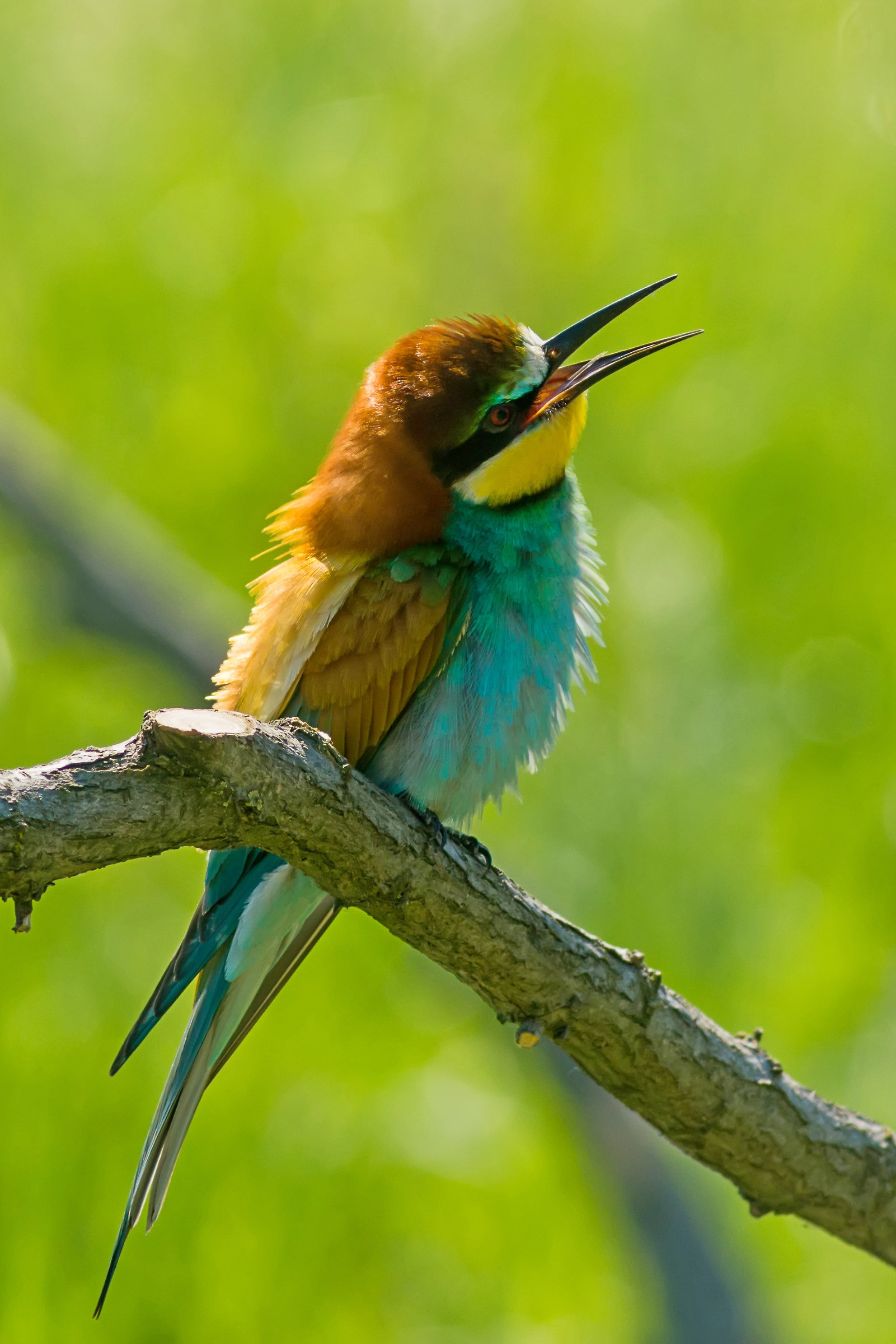Bee-eater